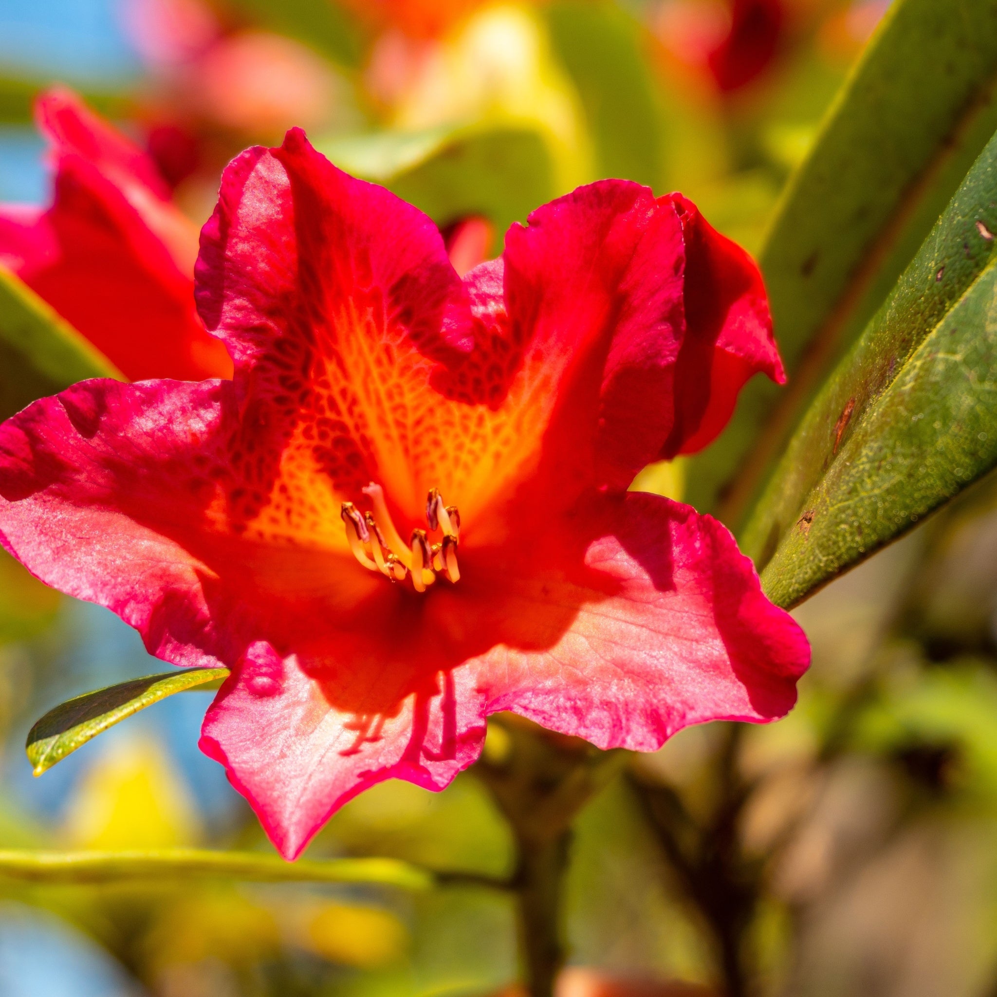 Rhododendron 'Golden Gate' 5L  | S25352 |