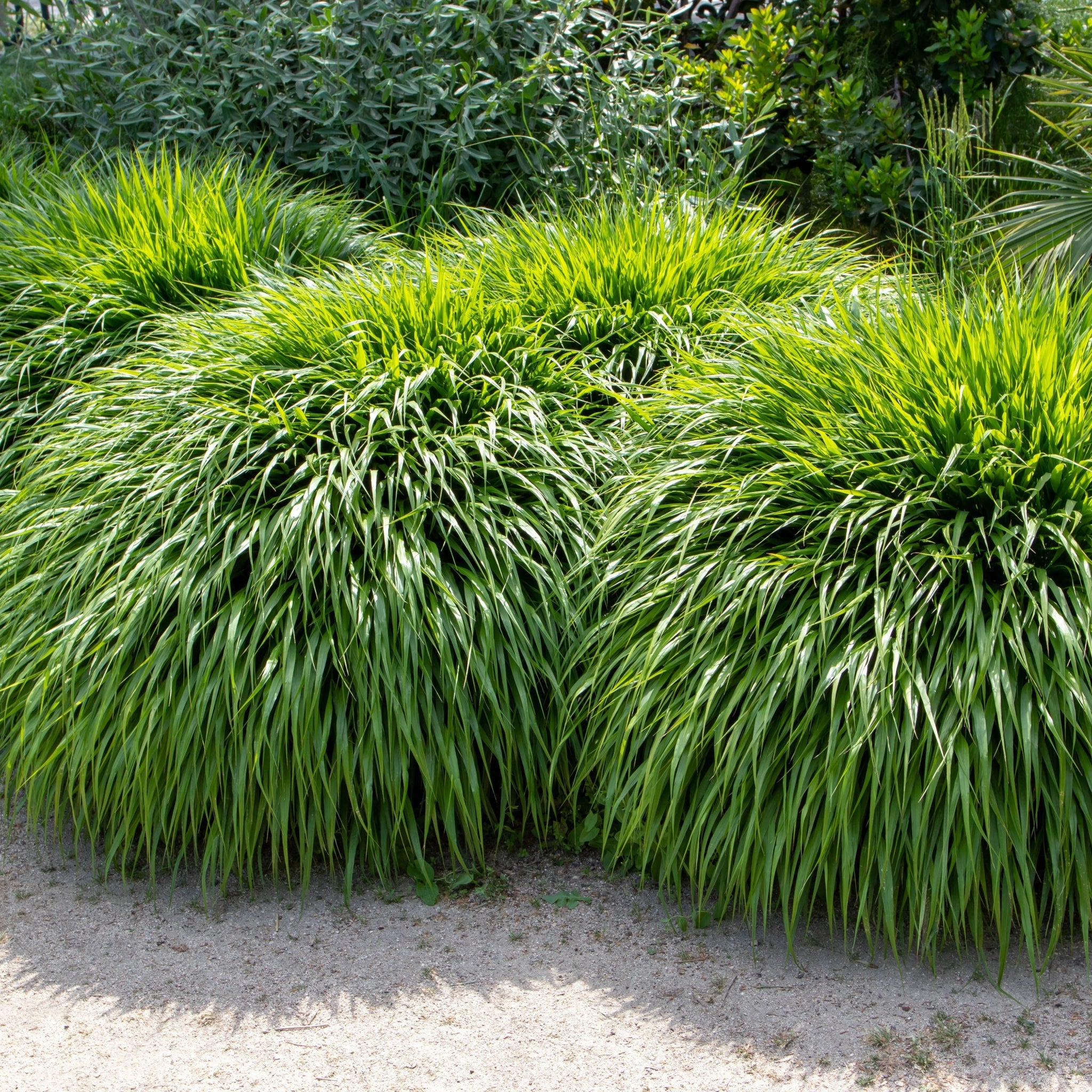Hakonechloa macra Grass 9cm / 2L  | S251771
