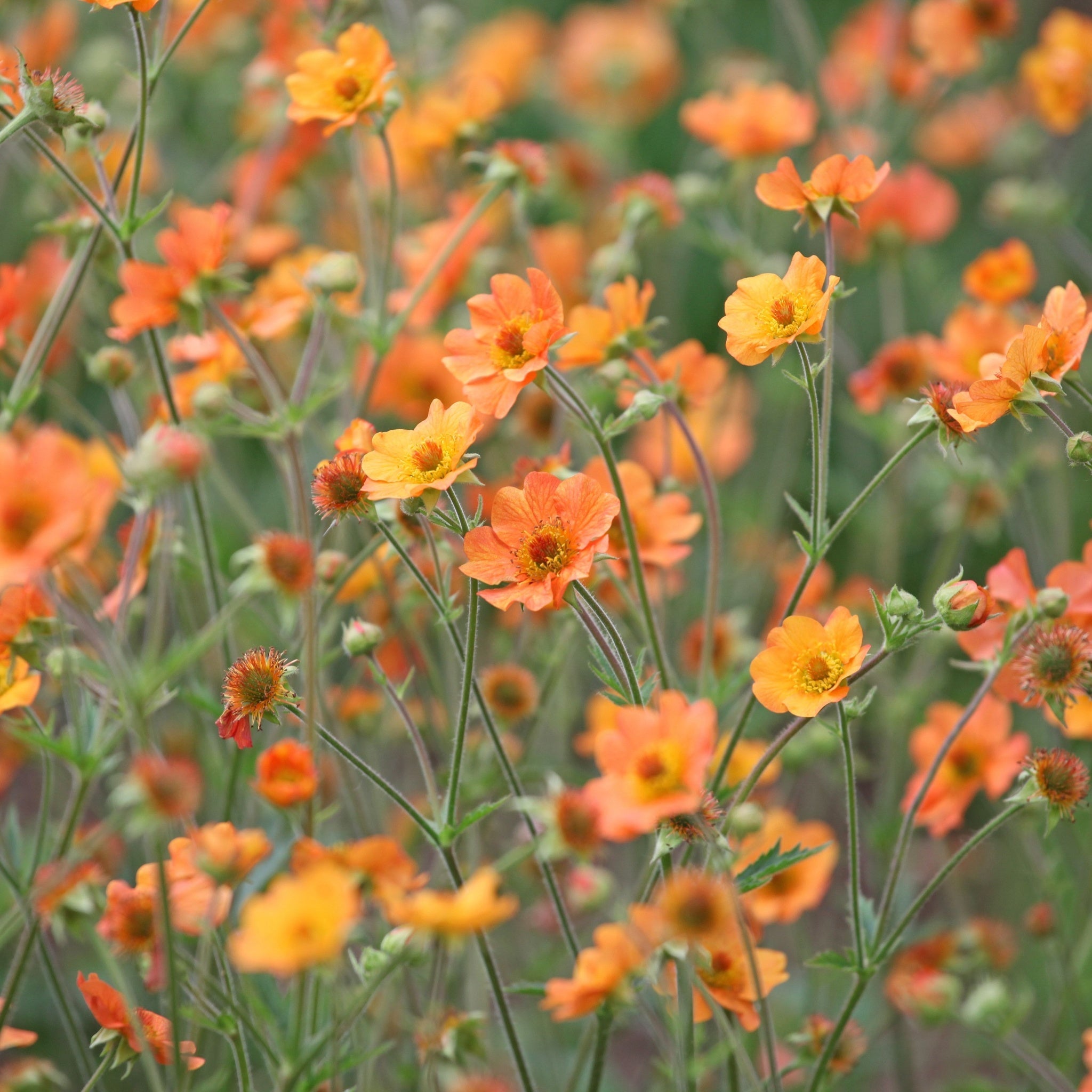 Geum 'Totally Tangerine' 2L | S251804