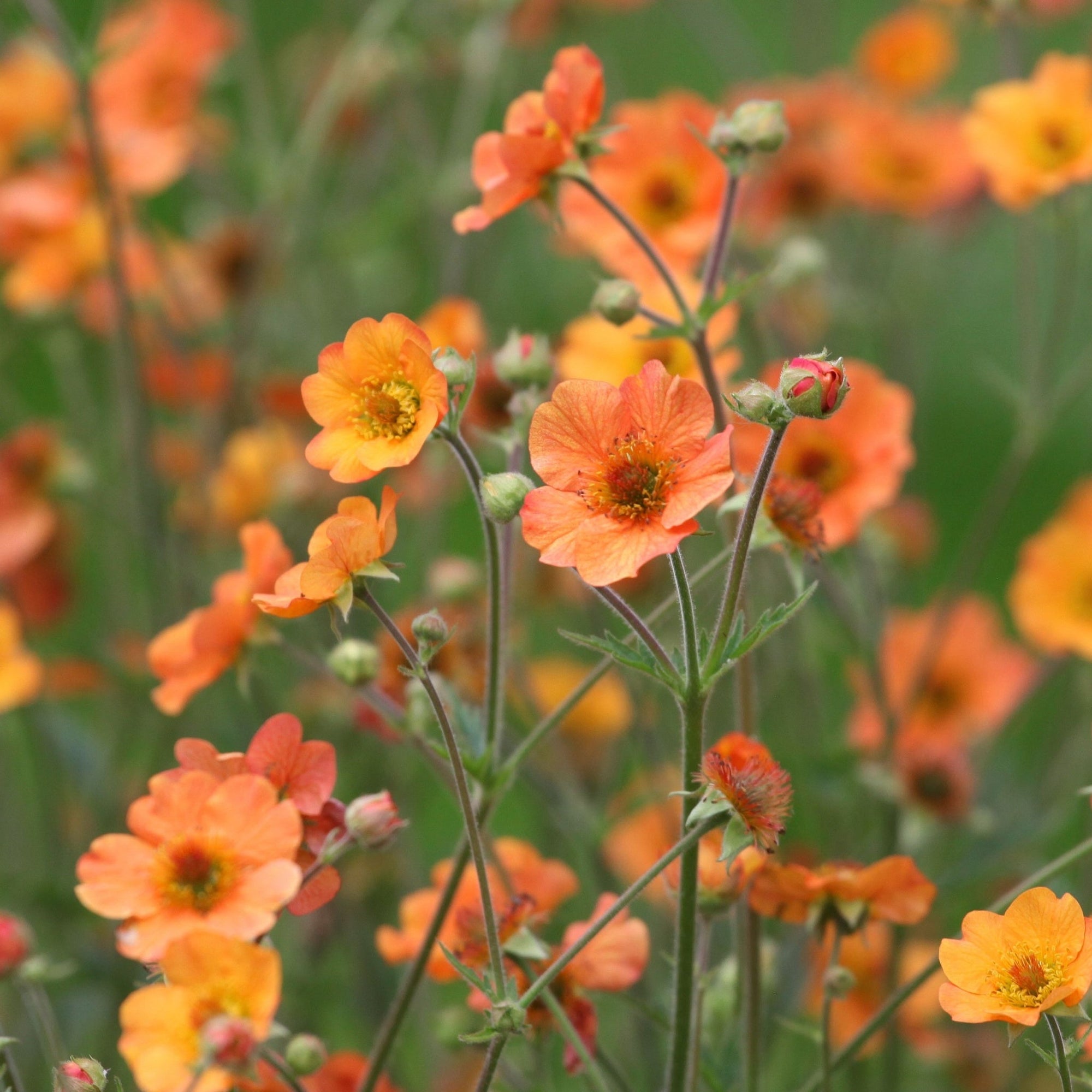 Geum 'Totally Tangerine' 2L | S251804