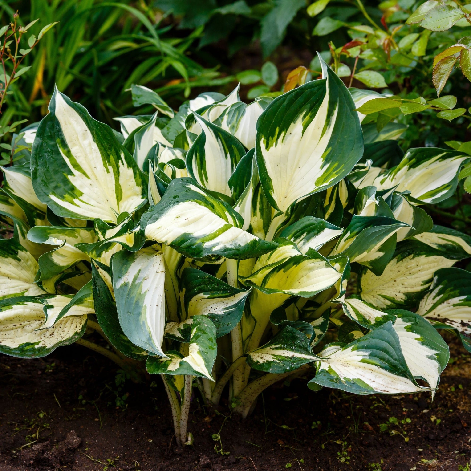 Hosta 'Fire and Ice' 9cm | S251793