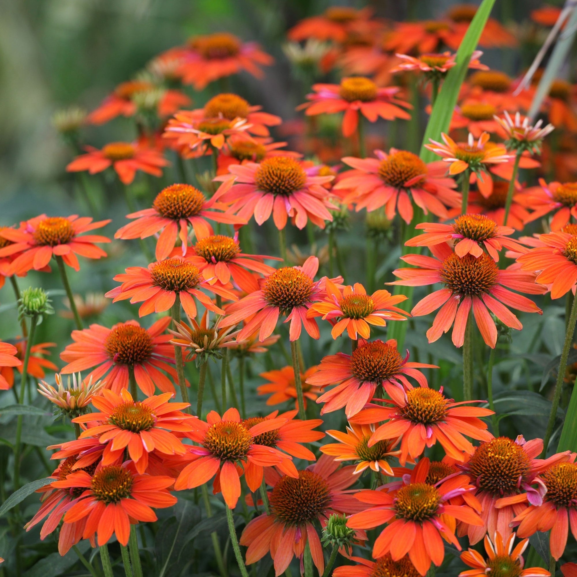 Echinacea purpurea Prairie Blaze Orange Sunset 9  | S25367 | cm Pot