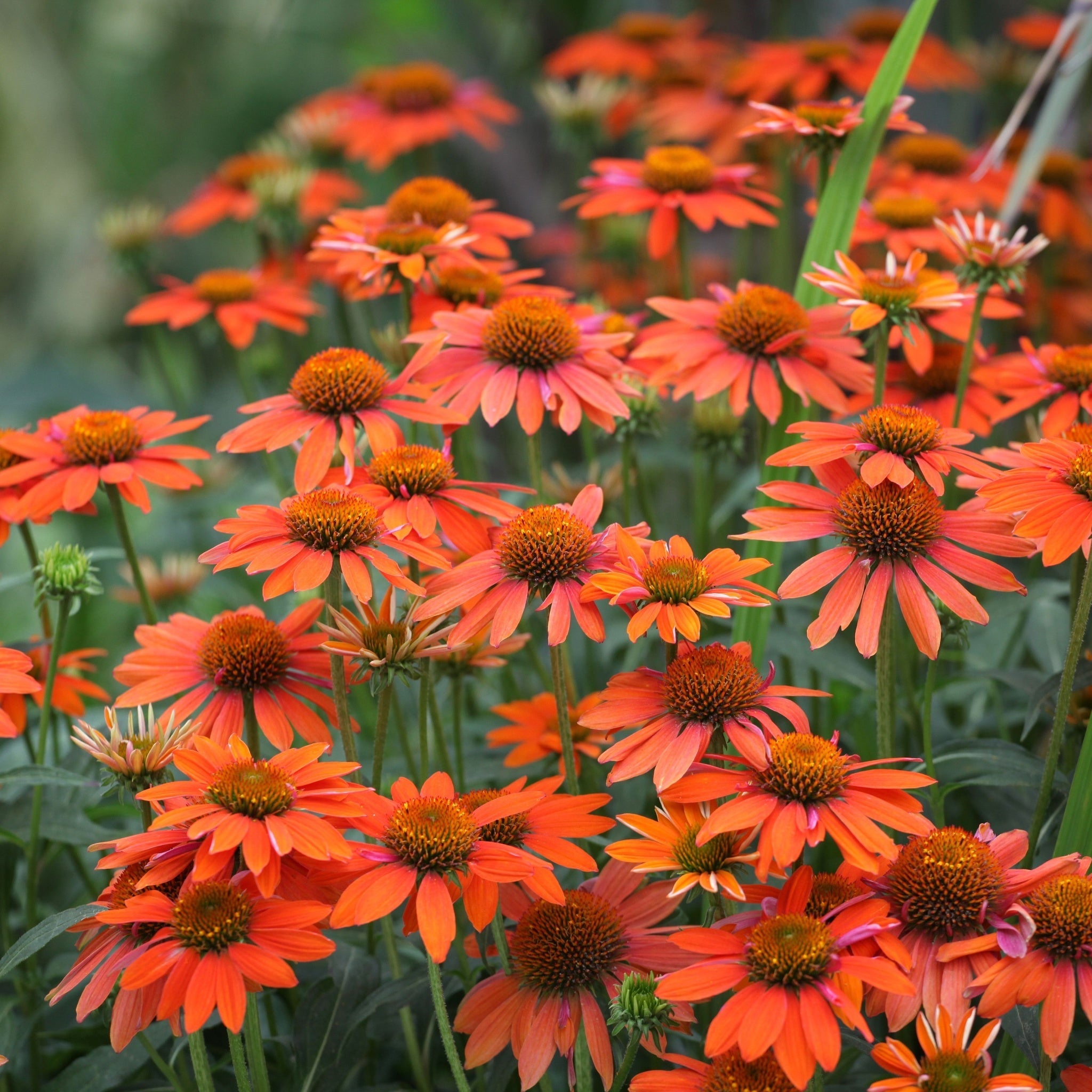 Echinacea purpurea Prairie Blaze Orange Sunset 9  | S25367 | cm Pot