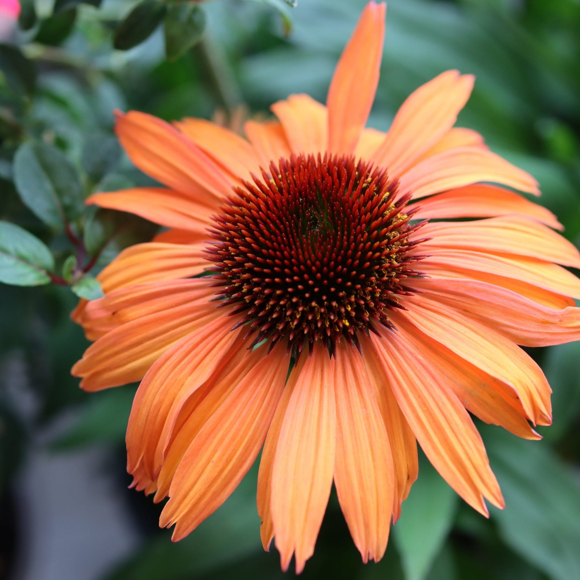 Echinacea purpurea Prairie Blaze Orange Sunset 9  | S25367 | cm Pot