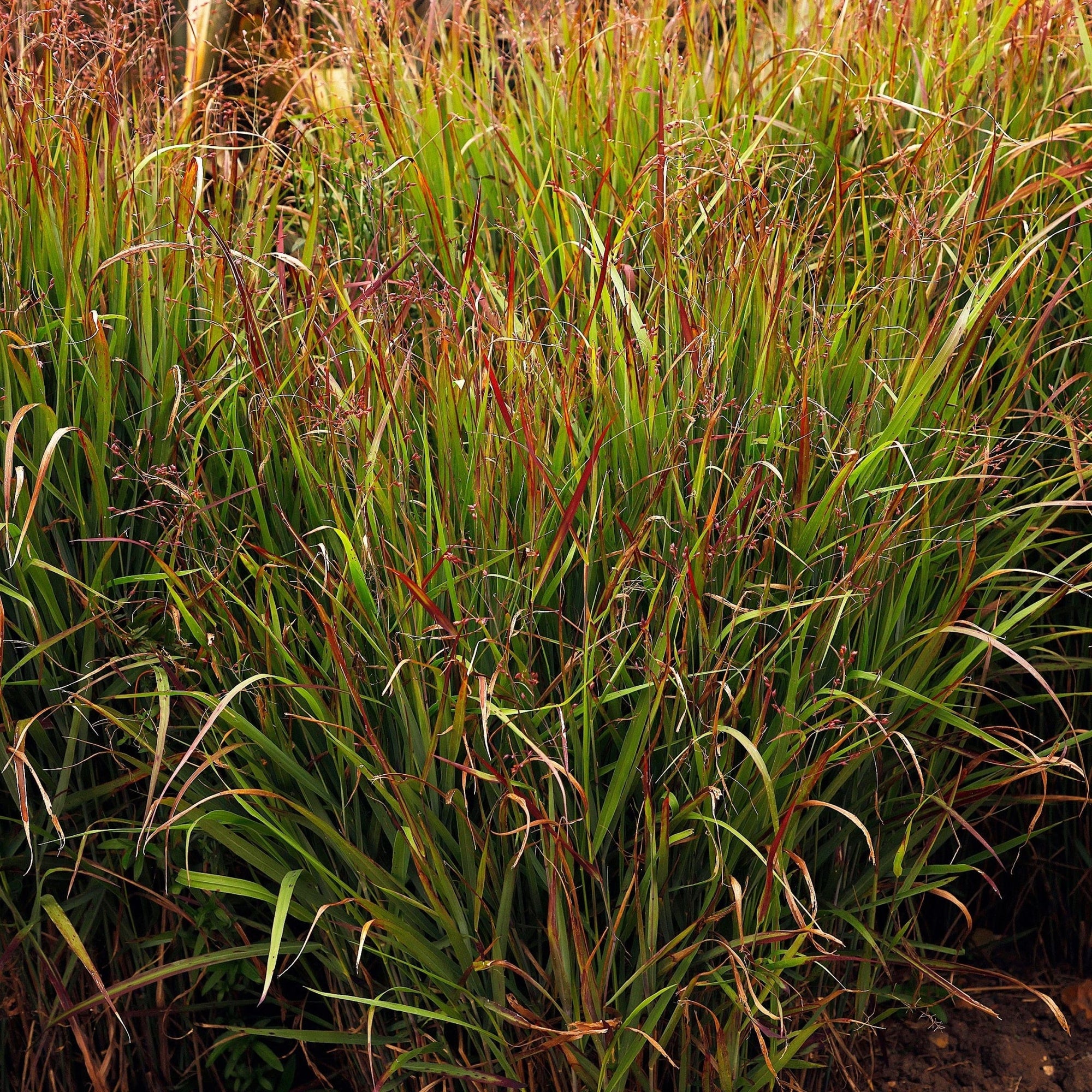 Panicum virgatum 'Shenandoah' 9cm  | S25357 |