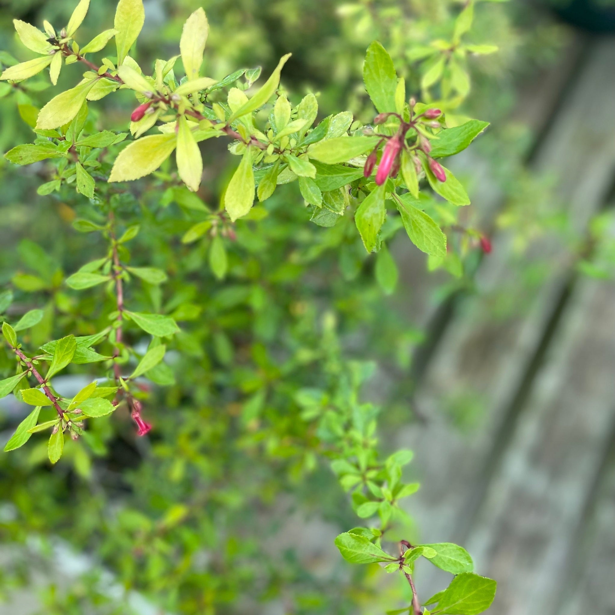 Escallonia 'Golden Carpet' 9cm  | S25353|