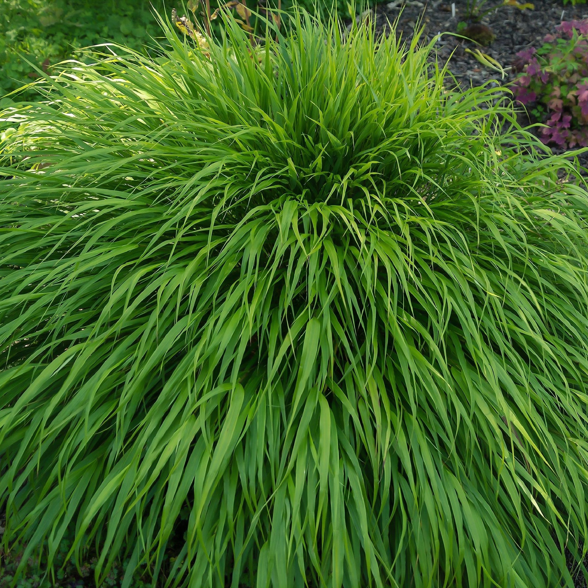 Hakonechloa macra Grass 9cm / 2L  | S251771