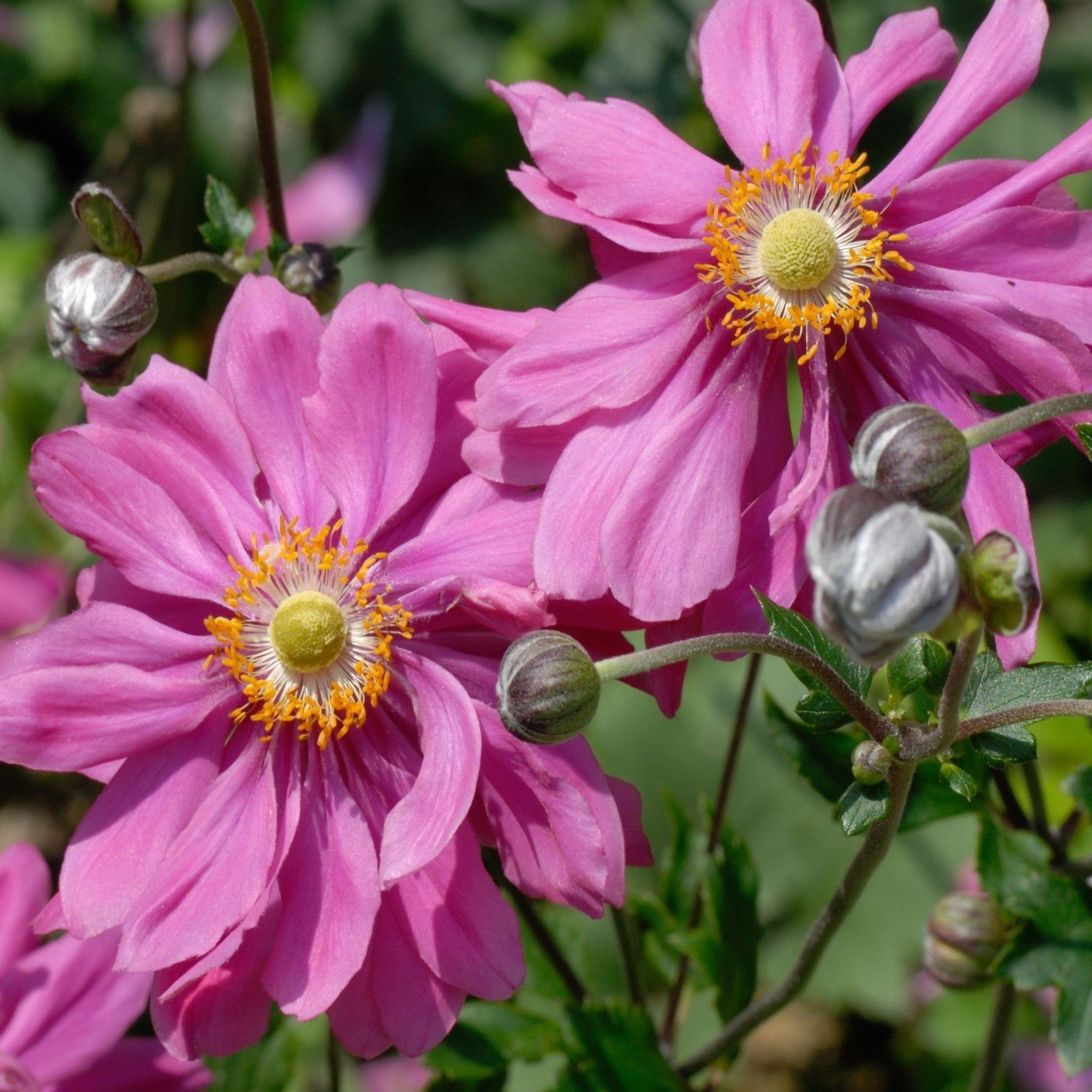 Anemone x hybrida Bressingham Glow 9cm Pot | S251792