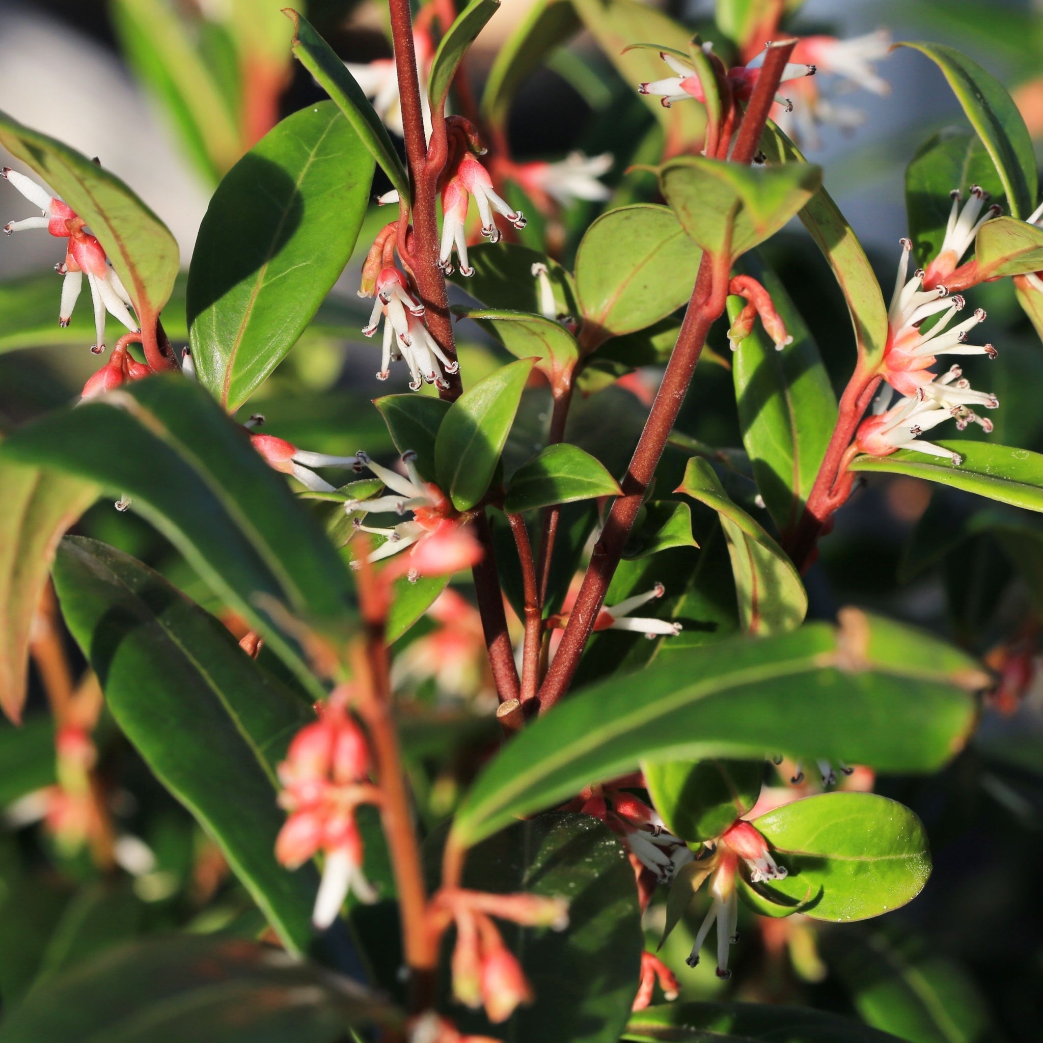 Sarcococca hookeriana 'Winter Gem' 9cm / 2L  | S253464