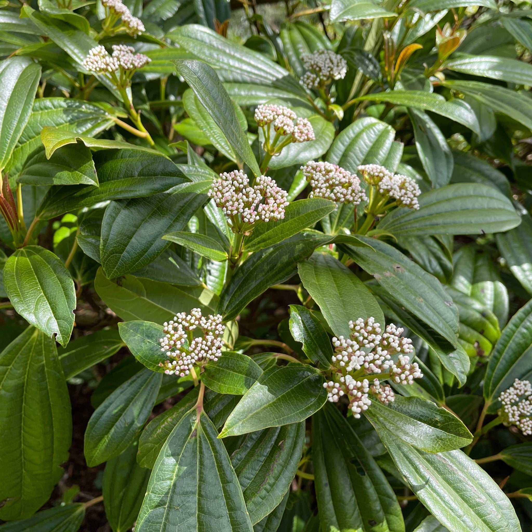 Viburnum davidii 9cm  | S25366 |