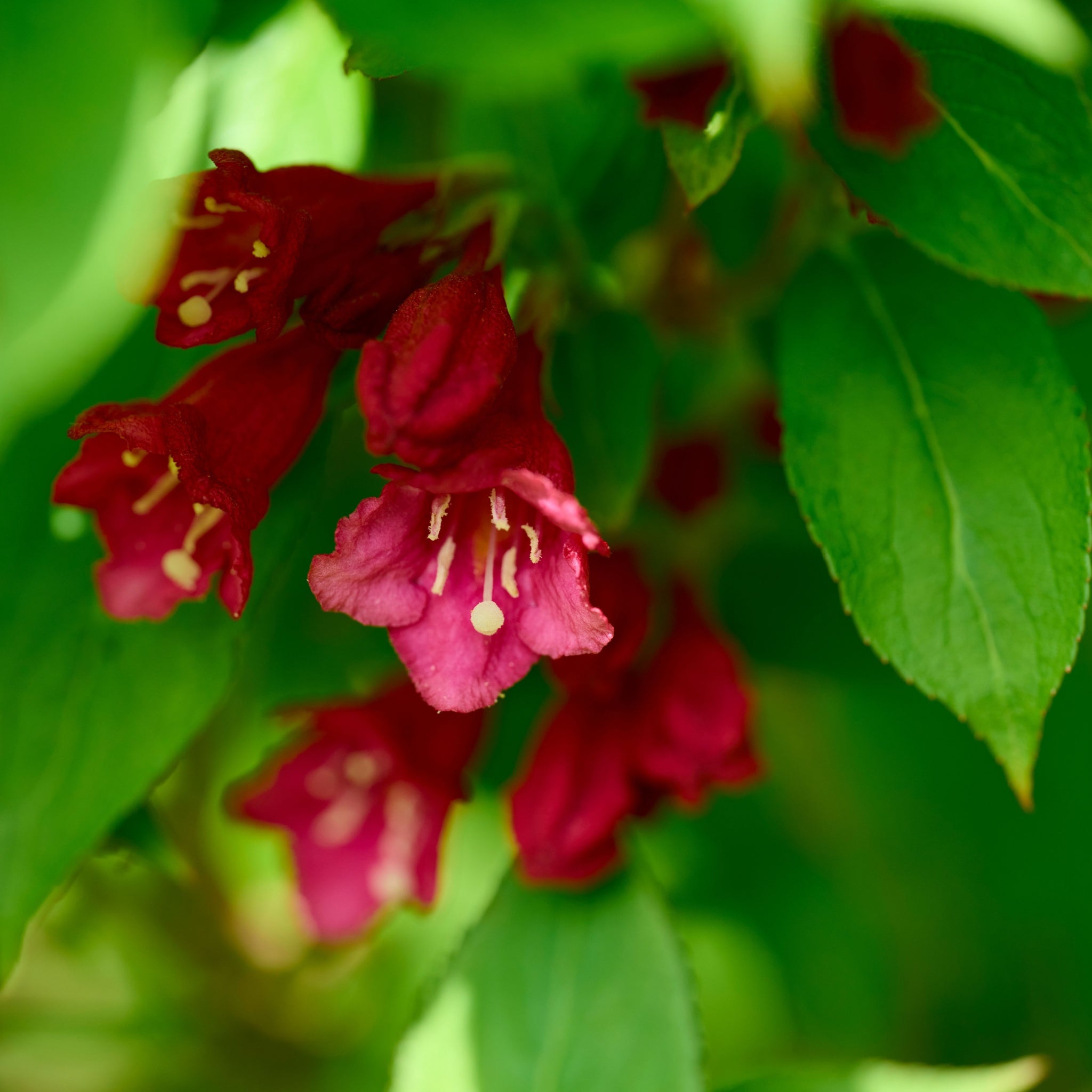 Weigela florida 'Cherry Love' 9cm  | S25358 |