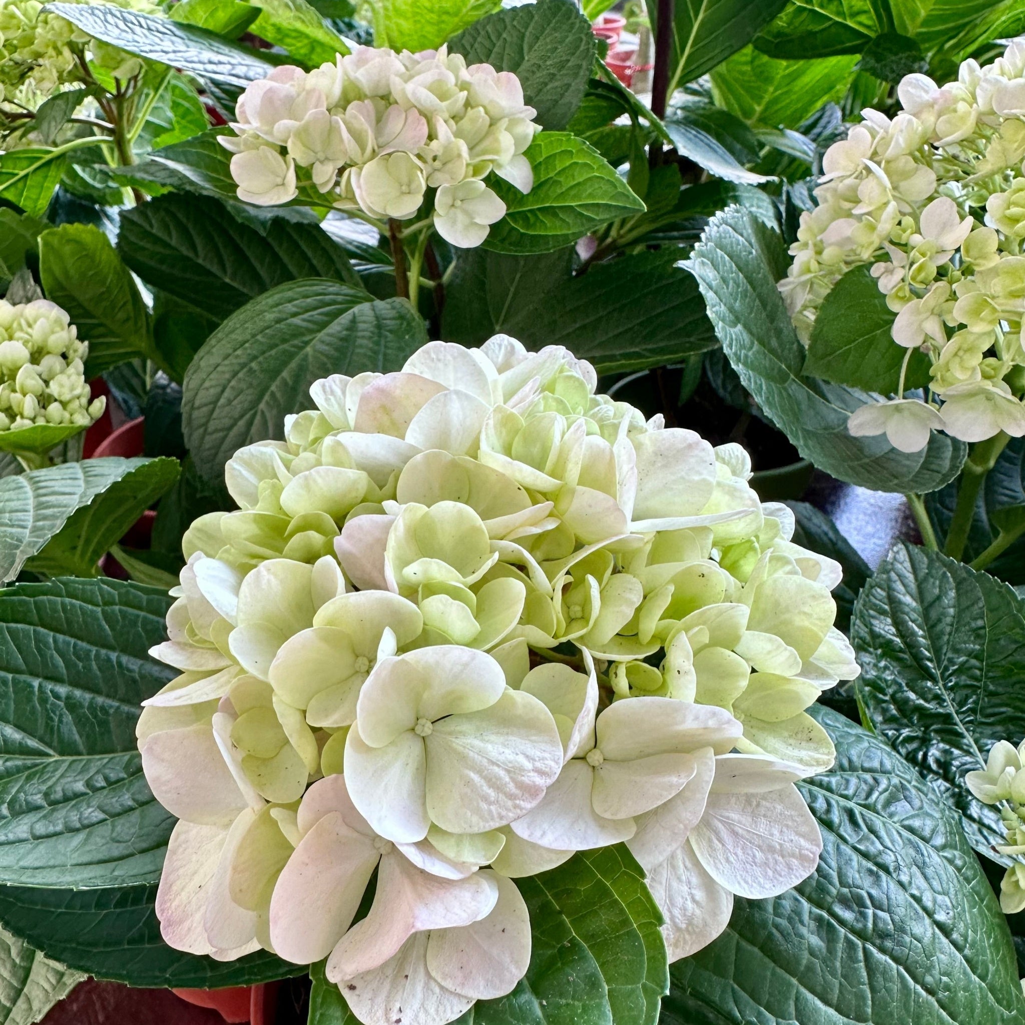 Hydrangea macrophylla 'Madame Emile Mouillere'  9 | S25363 |cm
