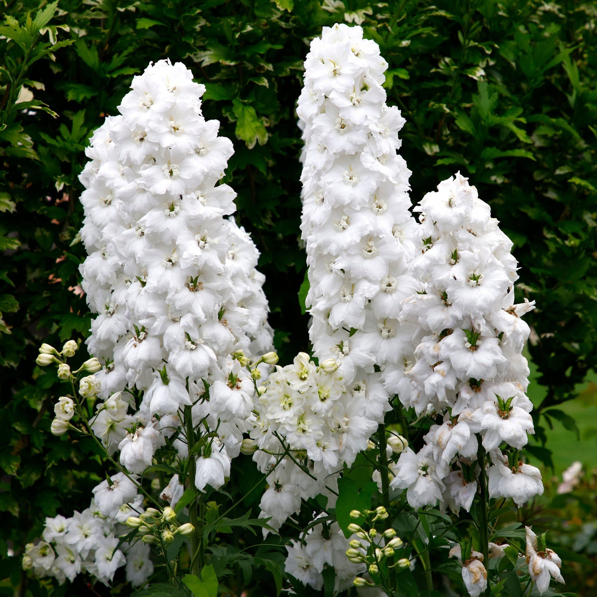 Delphinium 'Magic Fountain White' 9cm/1.5L/3L  | S251837
