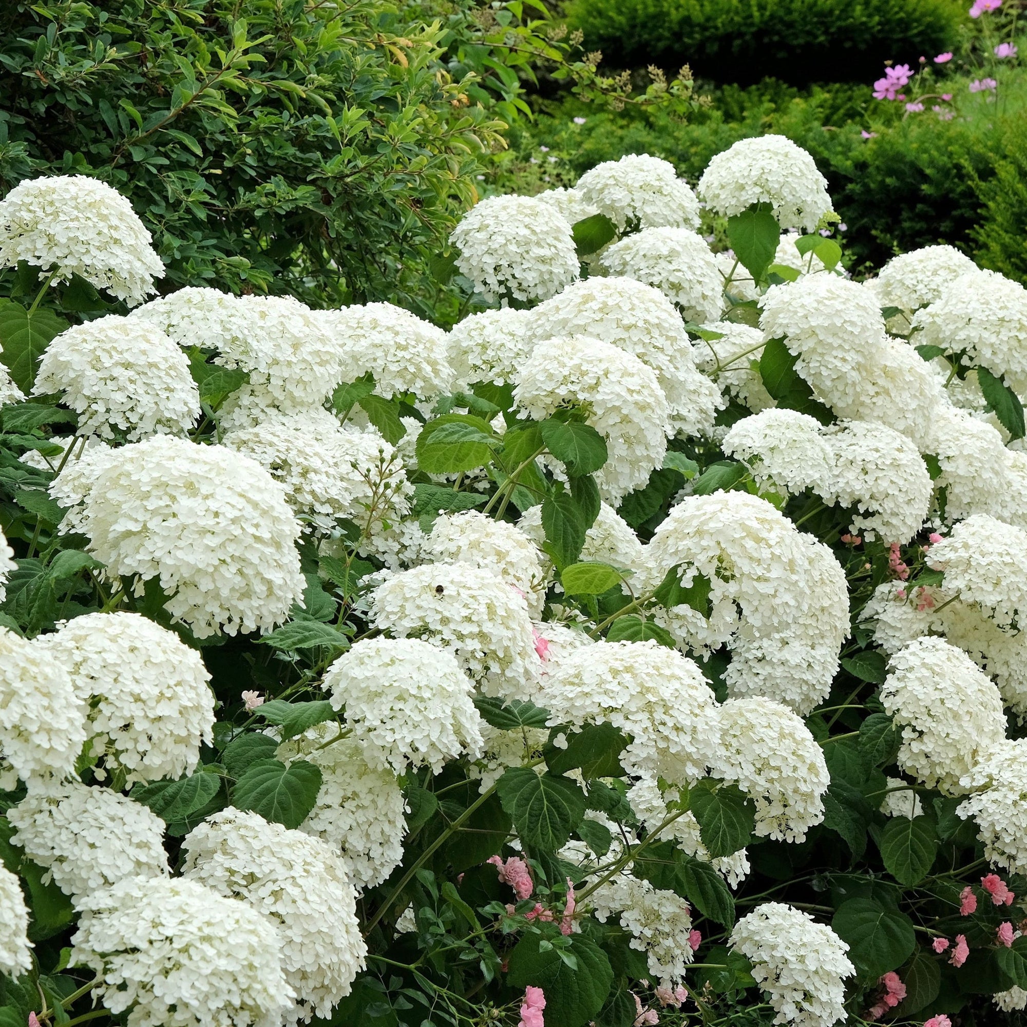 Hydrangea arborescens 'Incrediball' / 'Strong Annabelle' 3L / 5L / 7.5L / 10L / 20L  | S251756