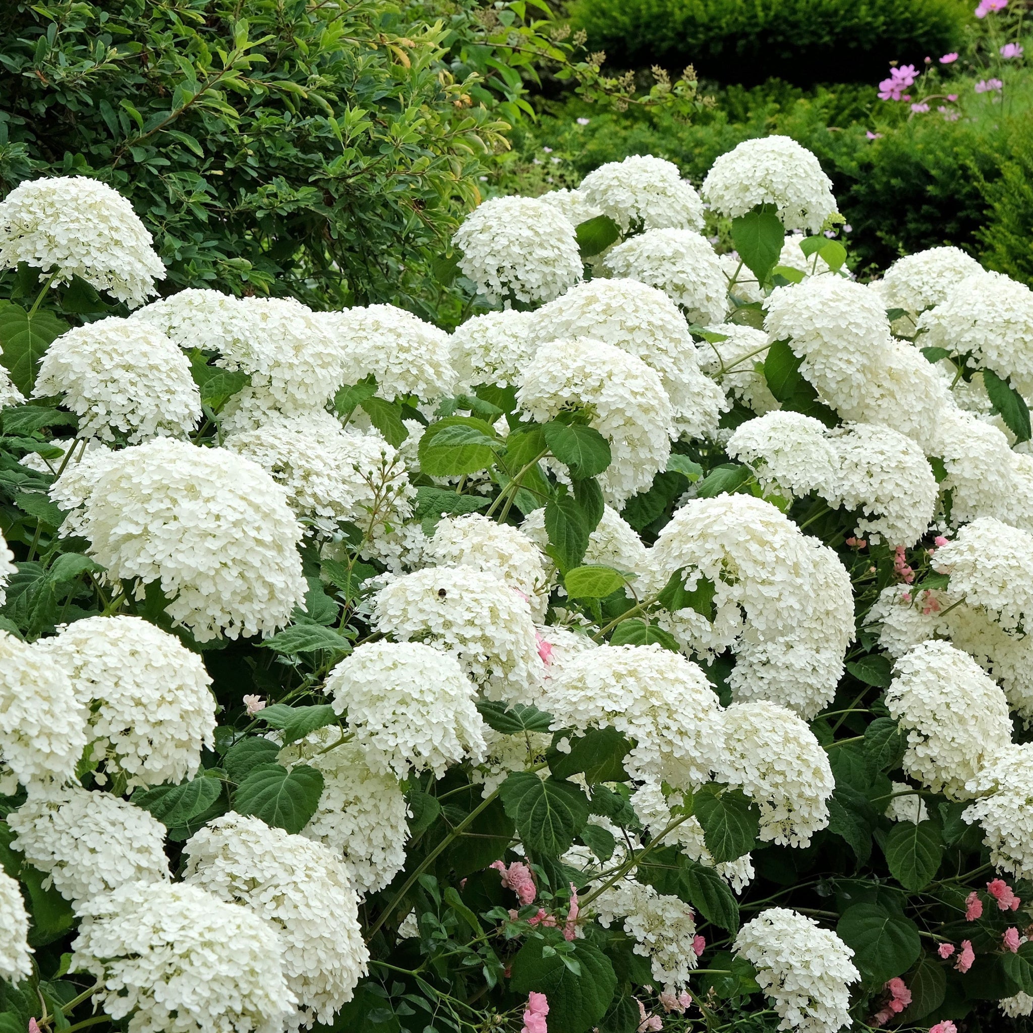 Hydrangea arborescens 'Incrediball' / 'Strong Annabelle' 3L / 5L / 7.5L / 10L / 20L  | S251756