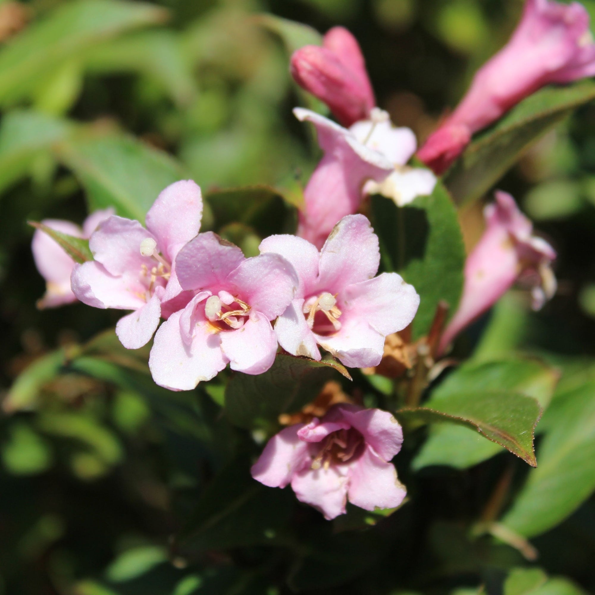 3 x Mixed Weigela 9cm | S251806