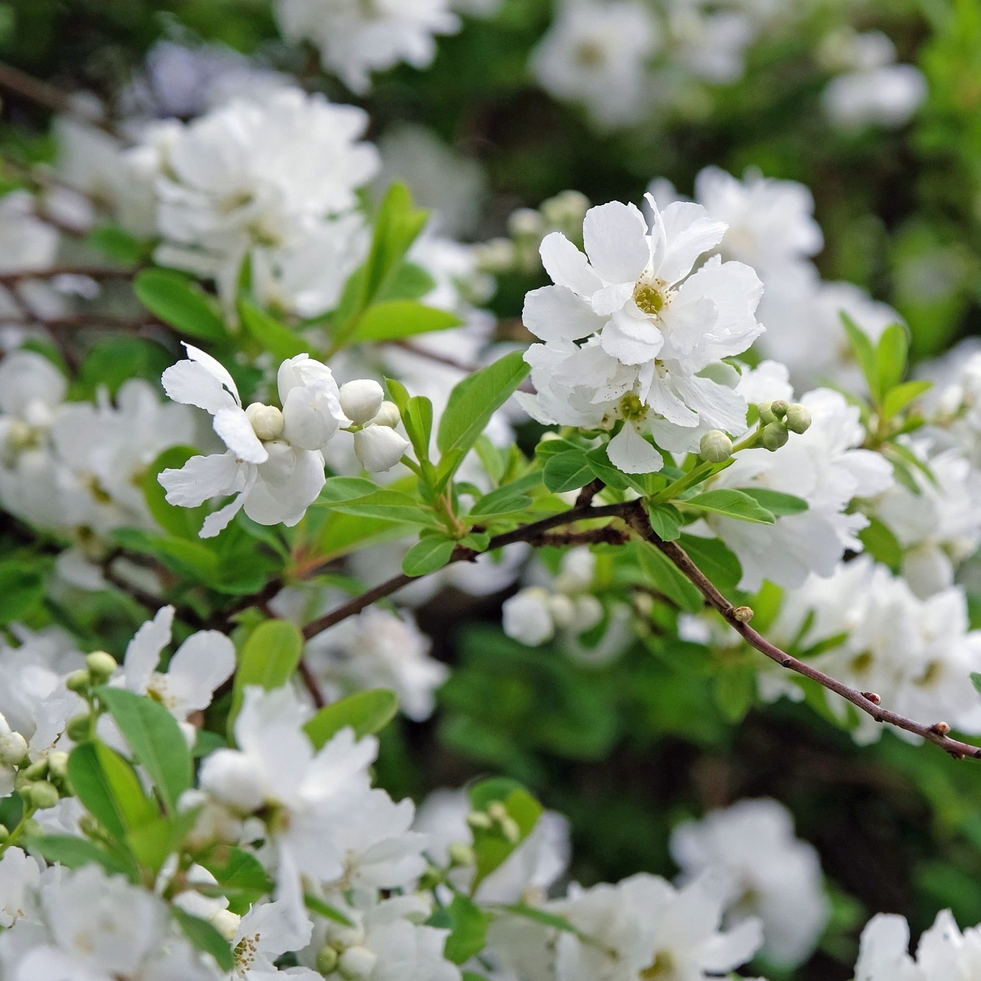 Exochorda racemosa 2L  | S251778