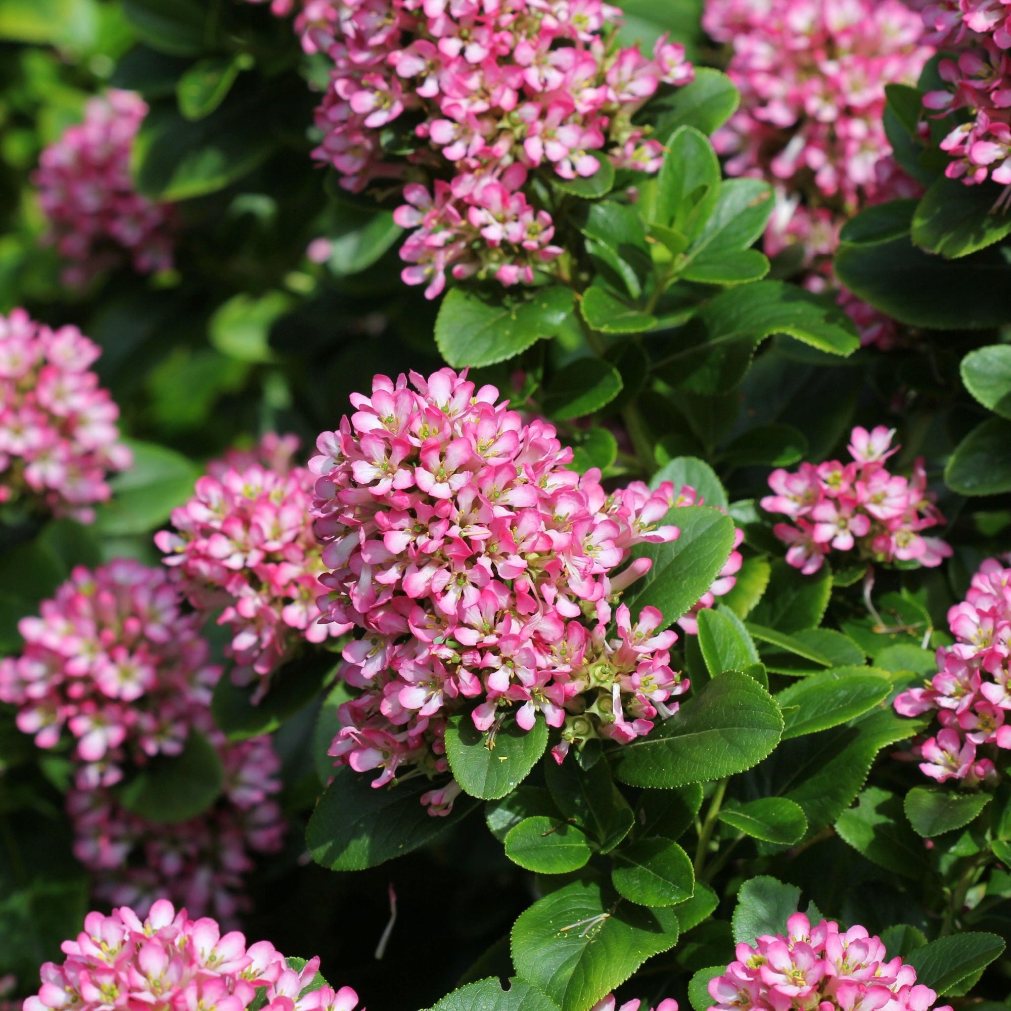 Escallonia 'Pink Elle' 9cm  | S25360 |