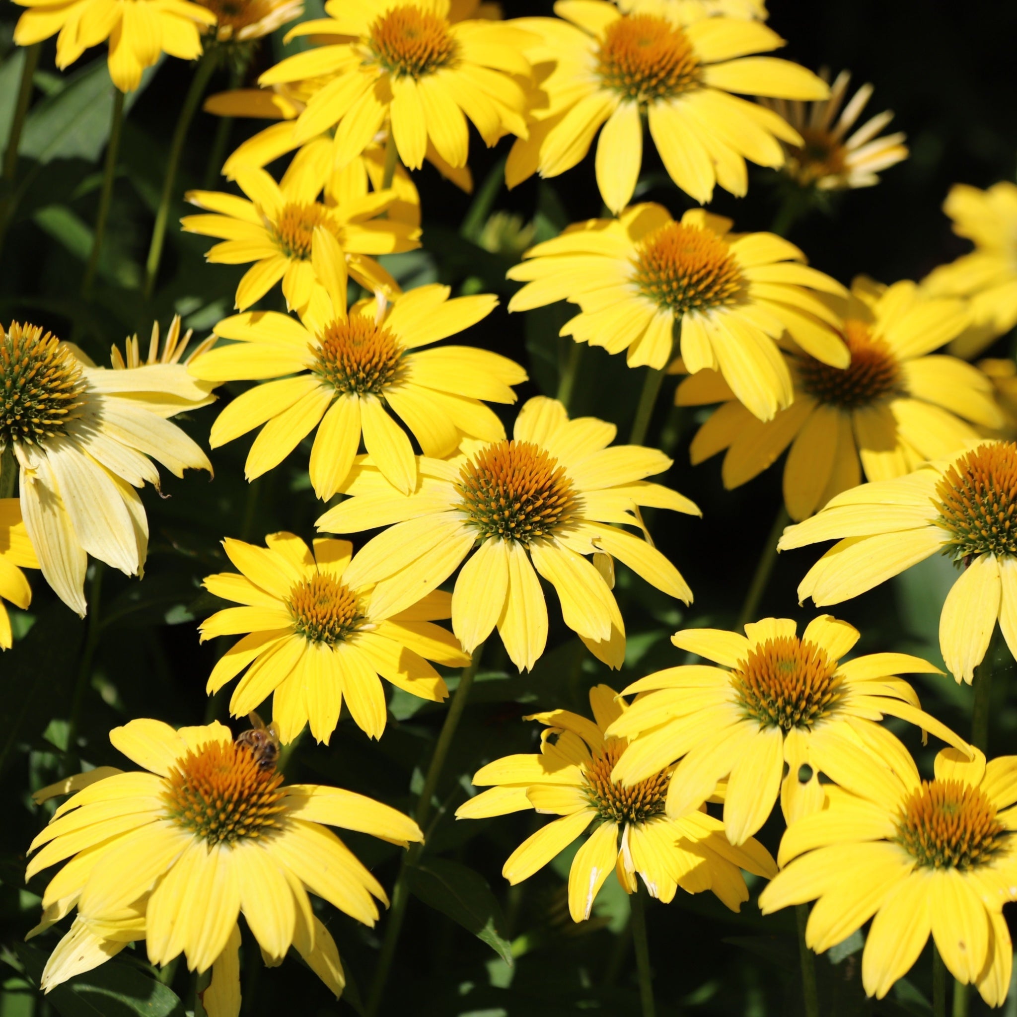 Echinacea purpurea Prairie Blaze Yellow 9cm Pot | S251799