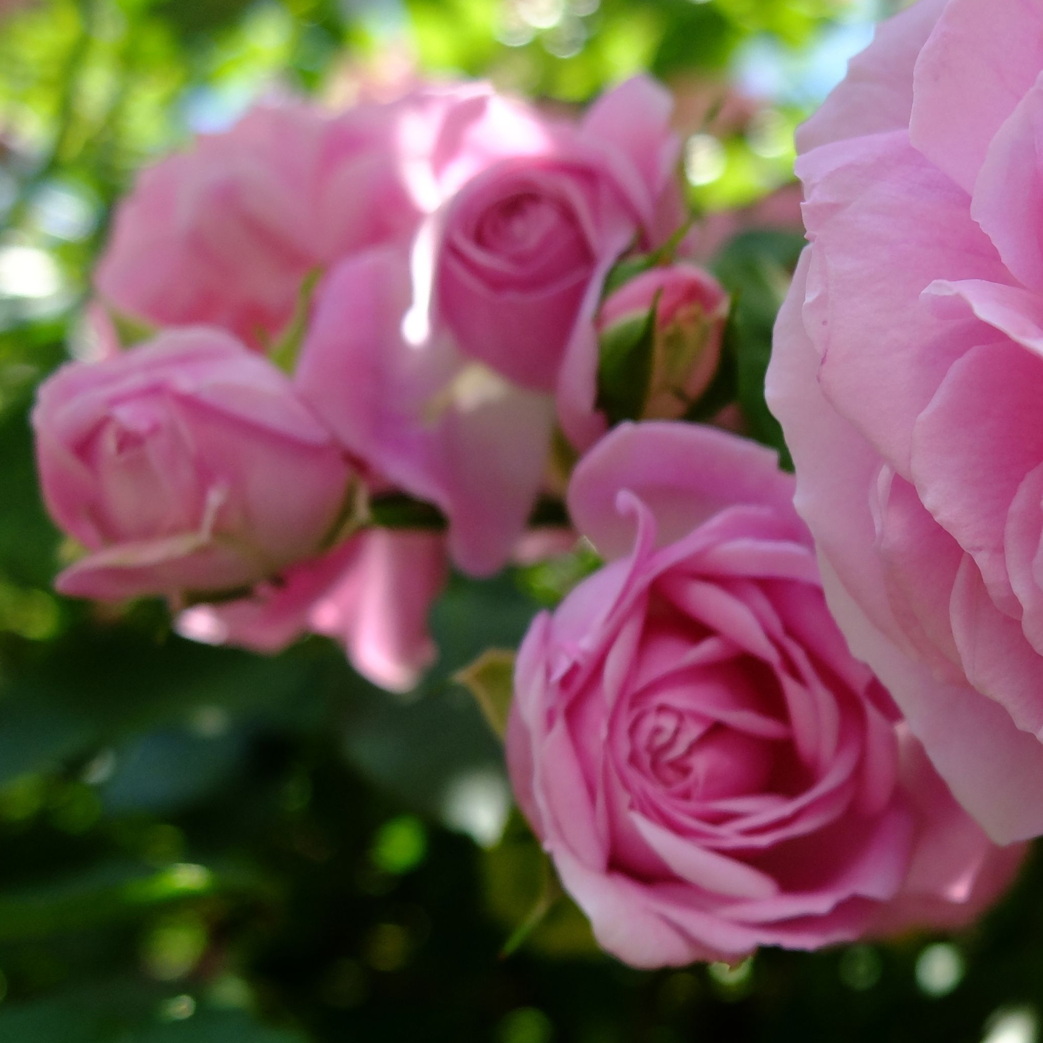 Special Anniversary Rose | Hybrid Tea Rose | 4L Potted Rose  | S251644