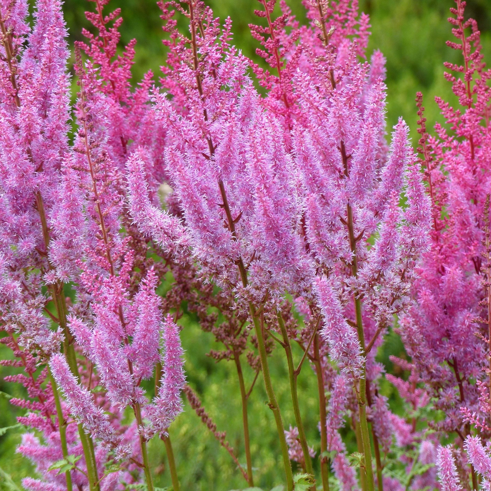 Astilbe chinensis pumila  9cm/2L  | S251627