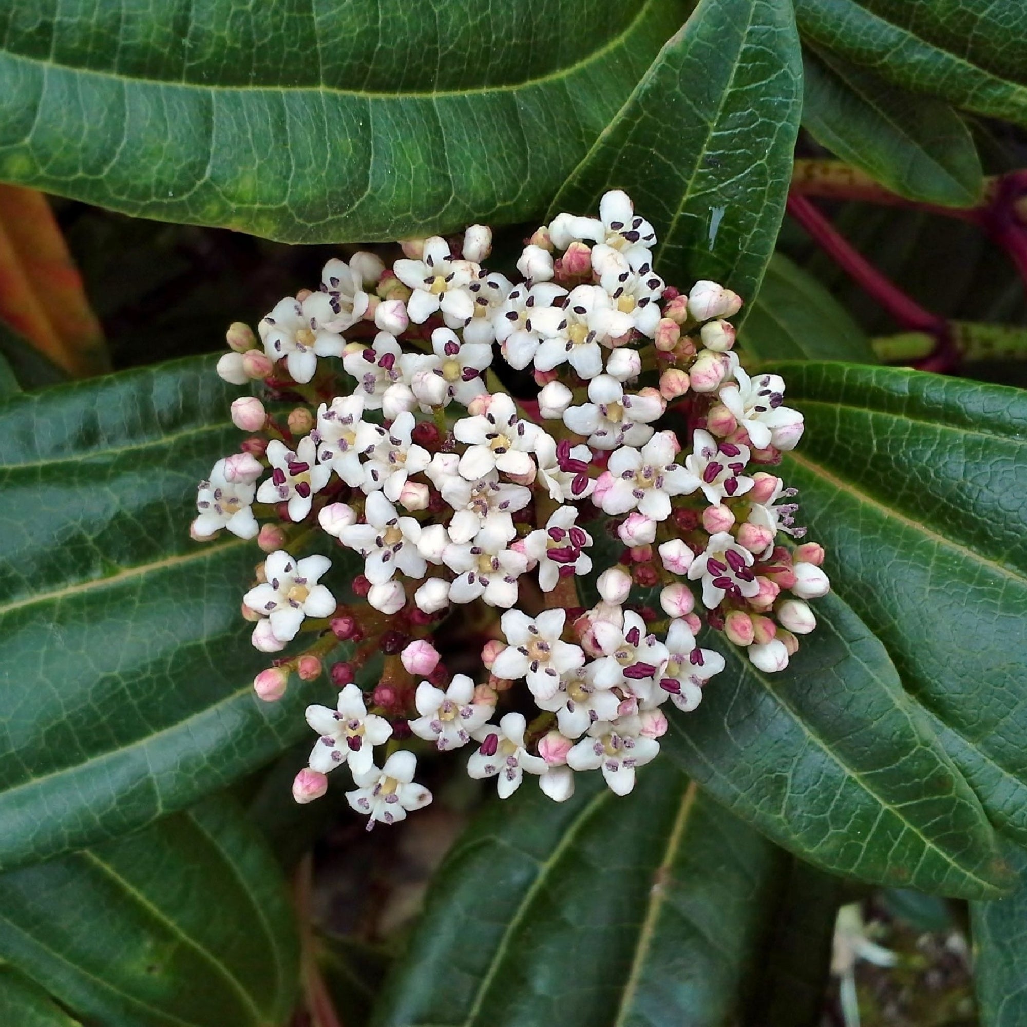 Viburnum davidii 9cm  | S25366 |