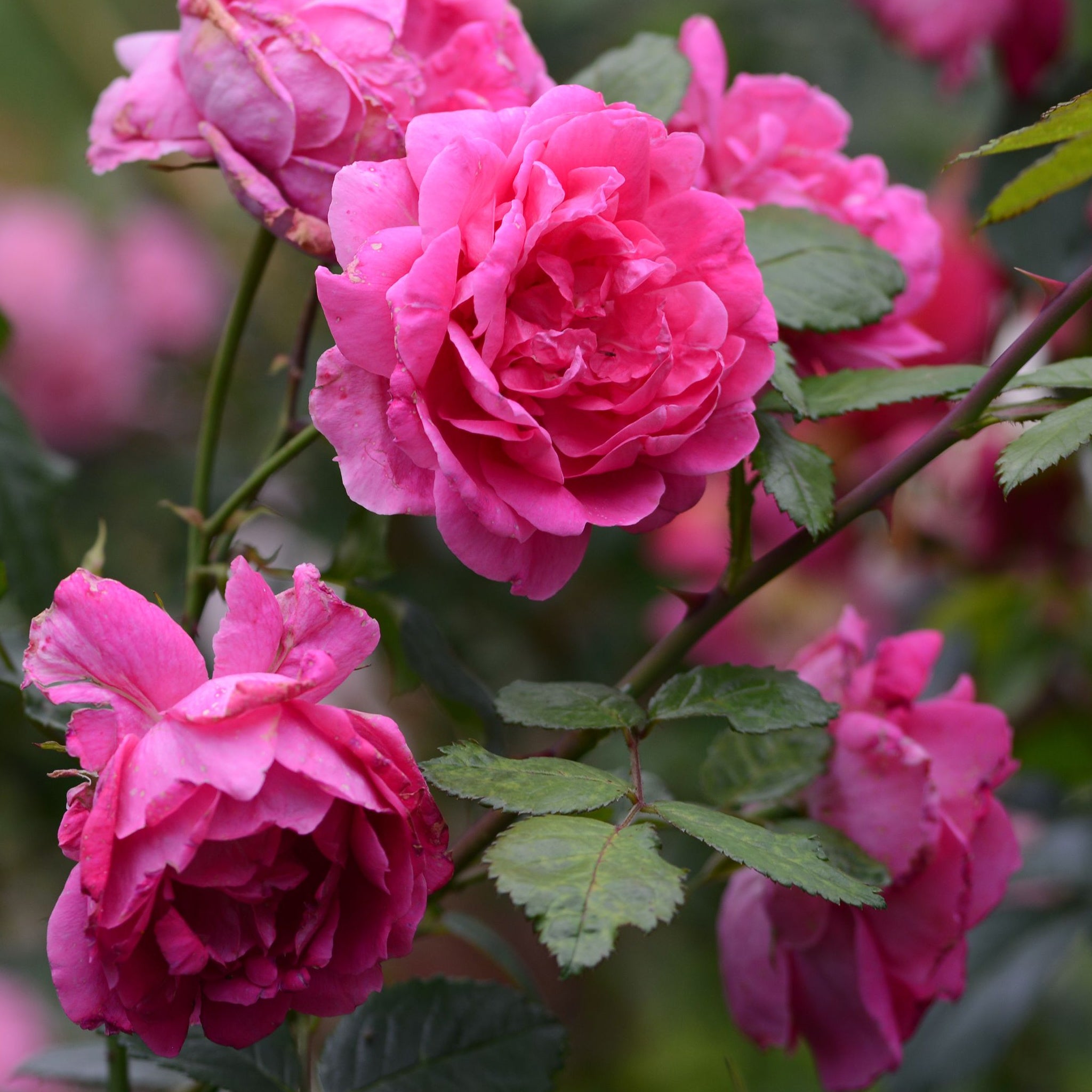 Pink Perpetue | Climbing Rose | 4L Potted Rose  | S251638