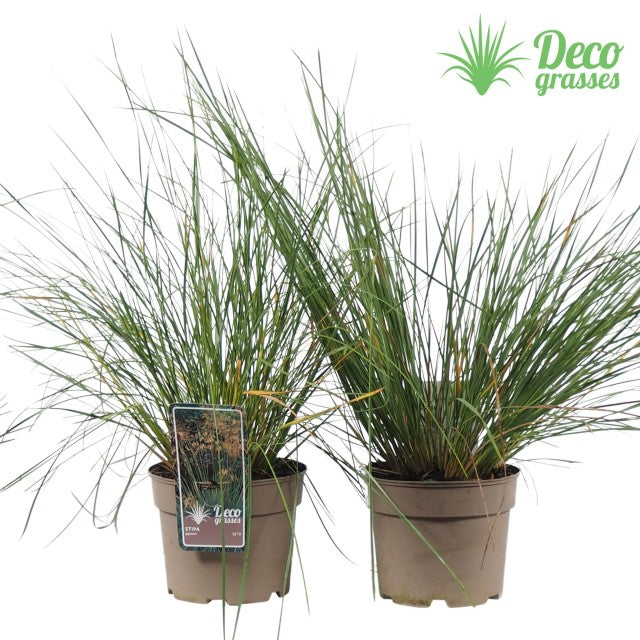 Stipa gigantea (Golden Oats) 9cm / 3L  | S25359 |