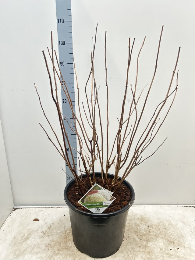 Hydrangea arborescens 'Incrediball' / 'Strong Annabelle' 3L / 5L / 7.5L / 10L / 20L  | S251756