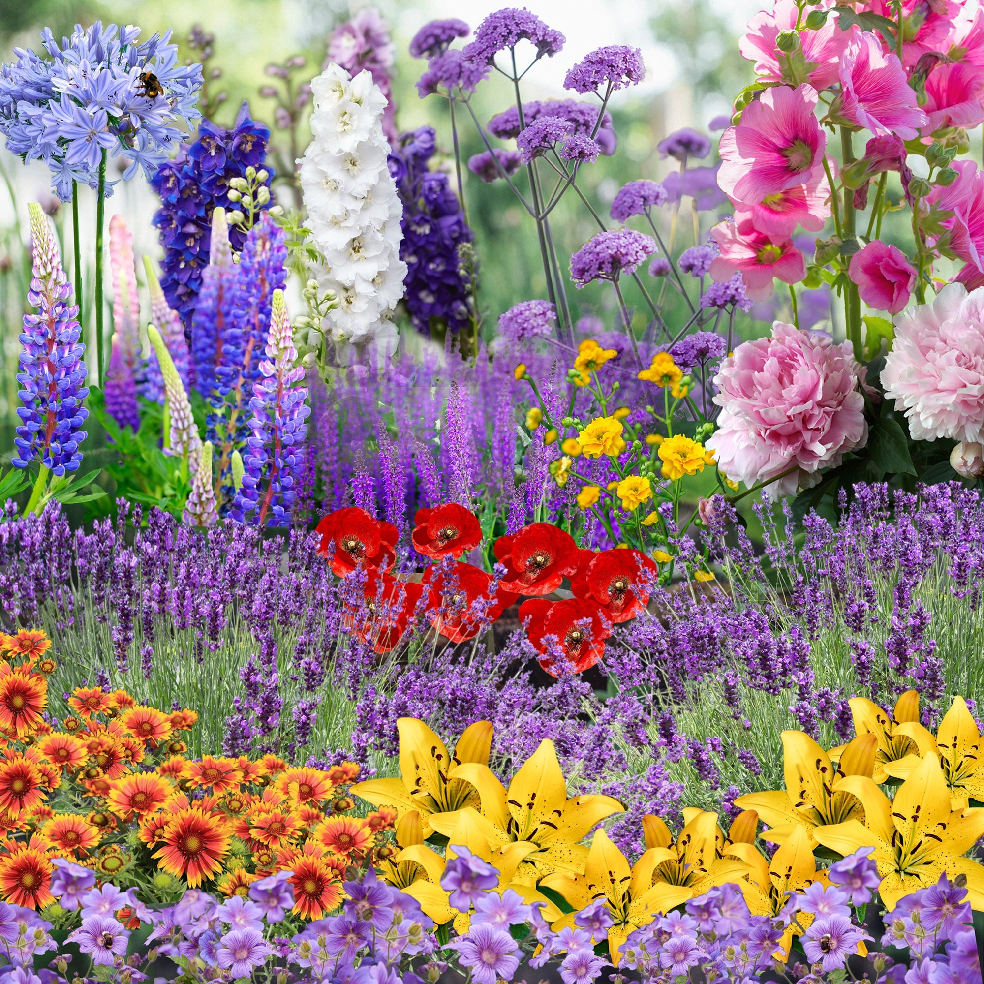 Our Hand Picked Selection of Plants For a Sunny Location  | S251612