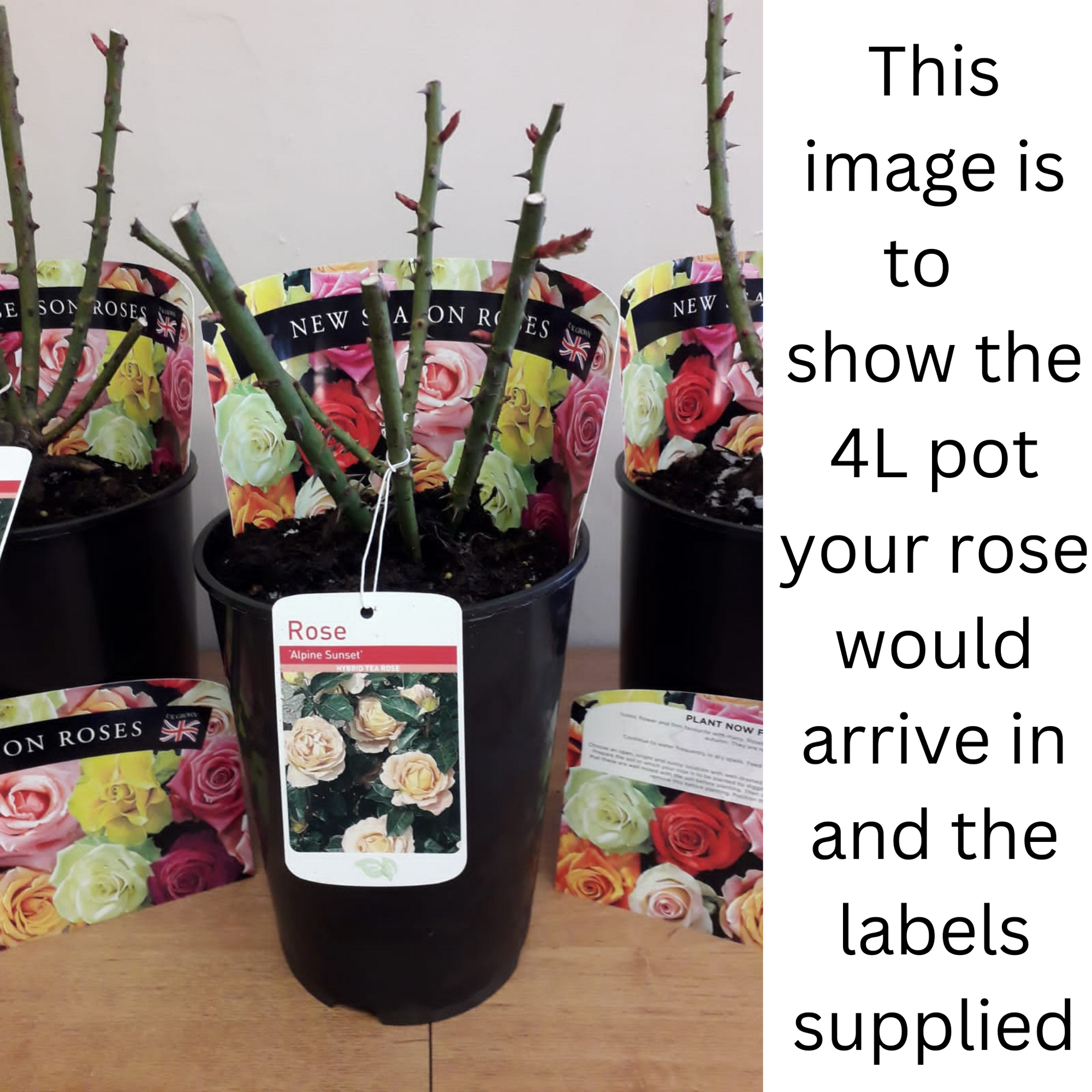 Special Anniversary Rose | Hybrid Tea Rose | 4L Potted Rose  | S251644