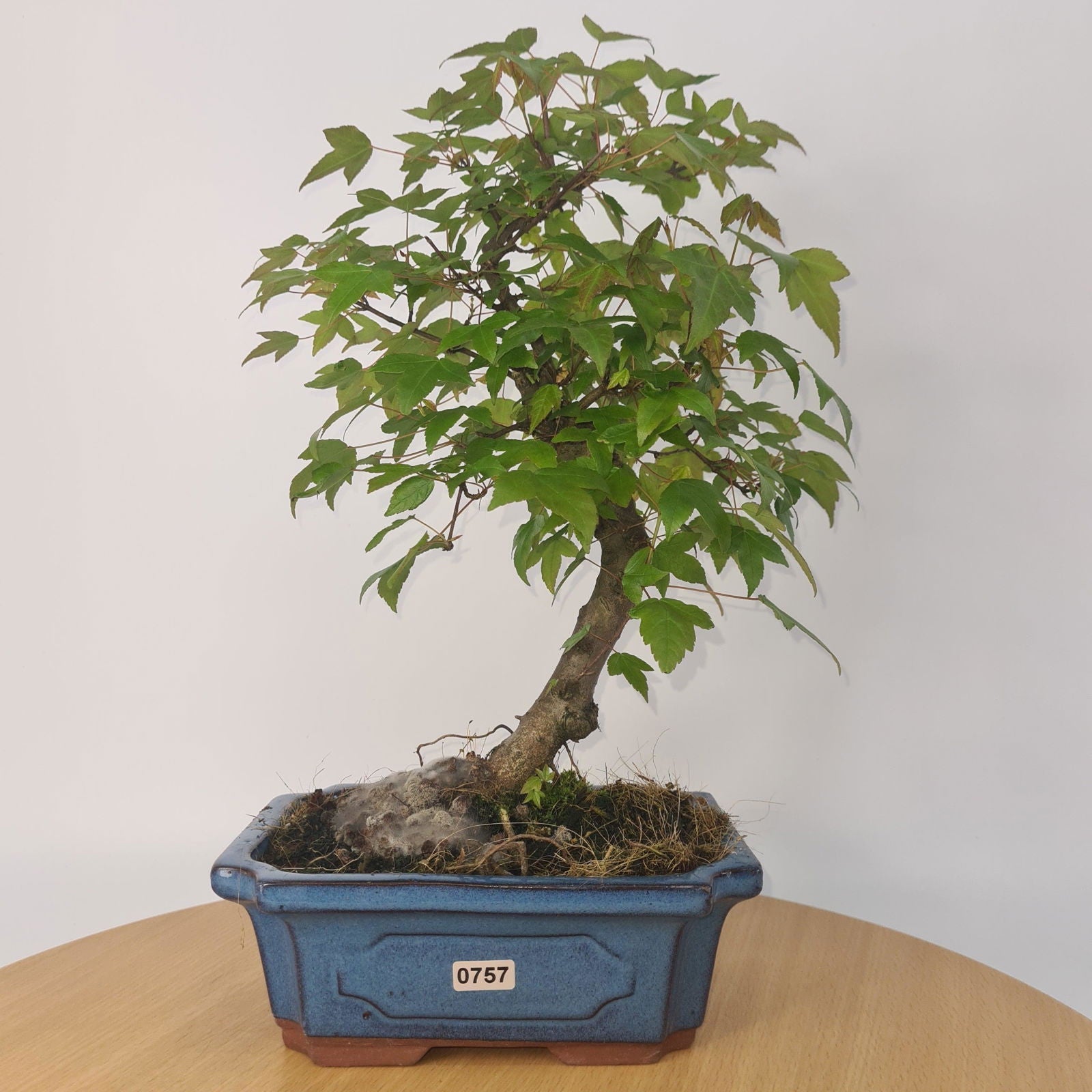Trident Maple (Acer Buergerianum) Bonsai Tree | Informal Style | In 20cm Pot S25878