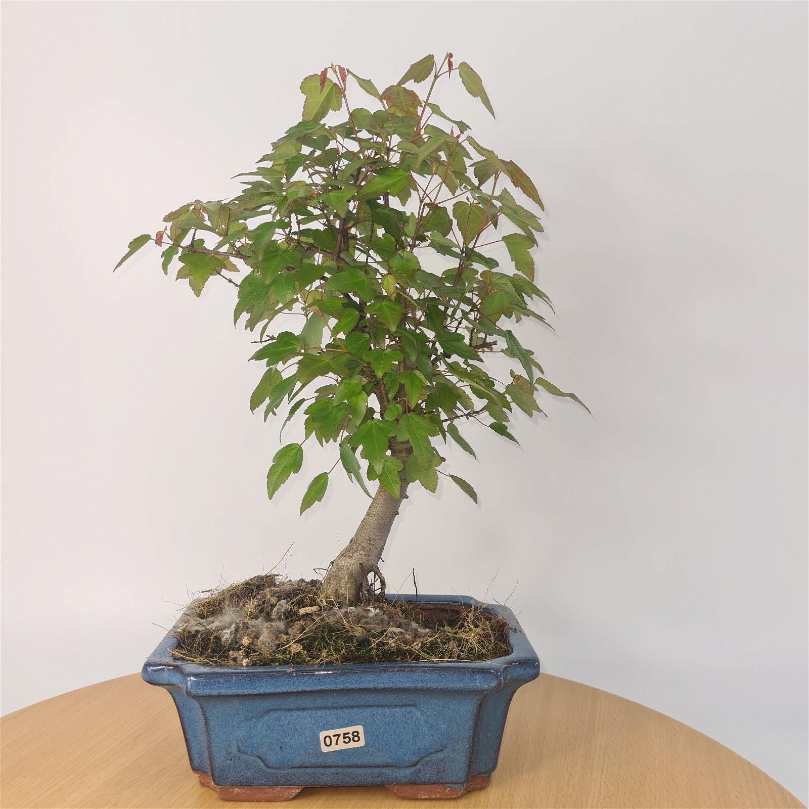 Trident Maple (Acer Buergerianum) Bonsai Tree | Informal Style | In 20cm Pot S25878