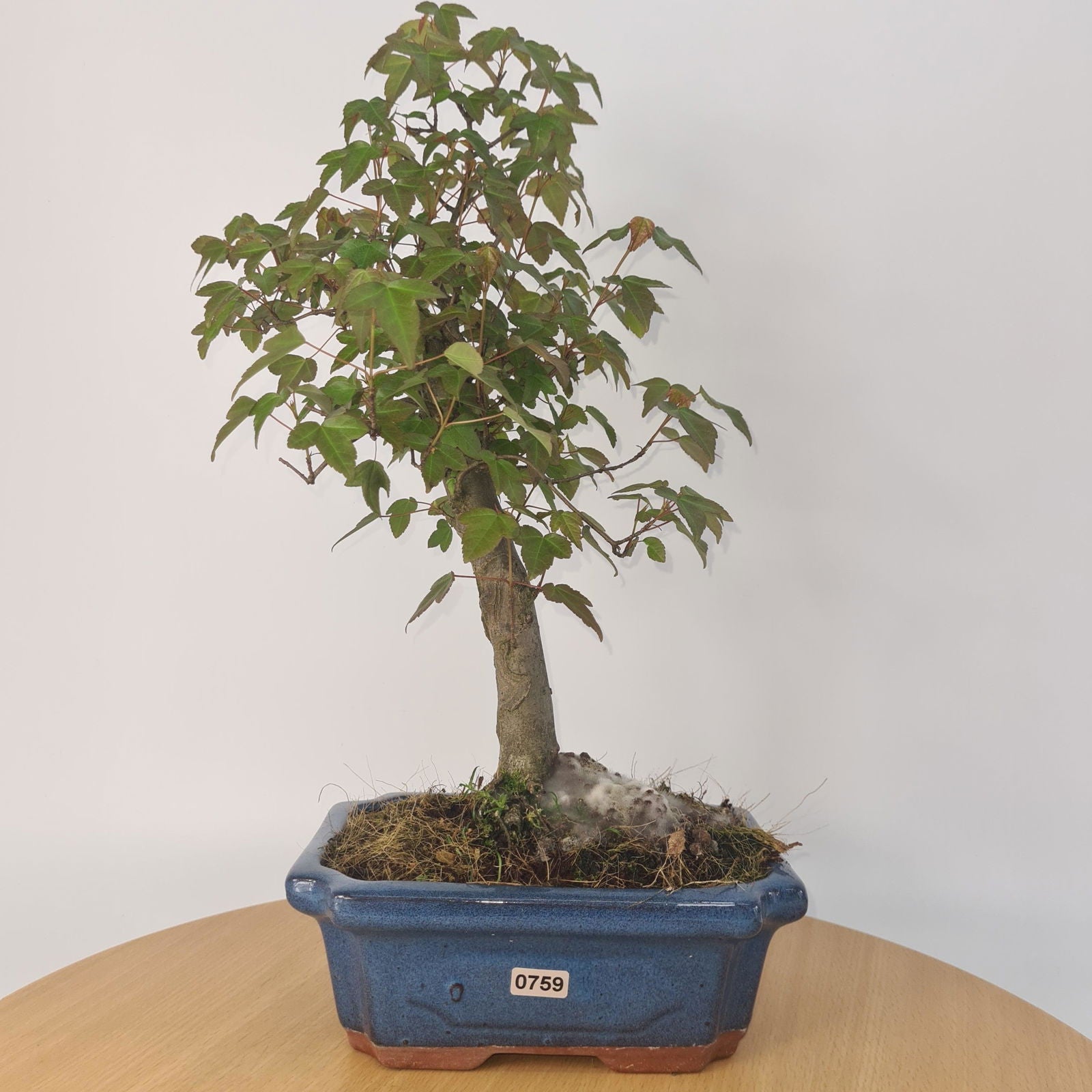Trident Maple (Acer Buergerianum) Bonsai Tree | Informal Style | In 20cm Pot S25878