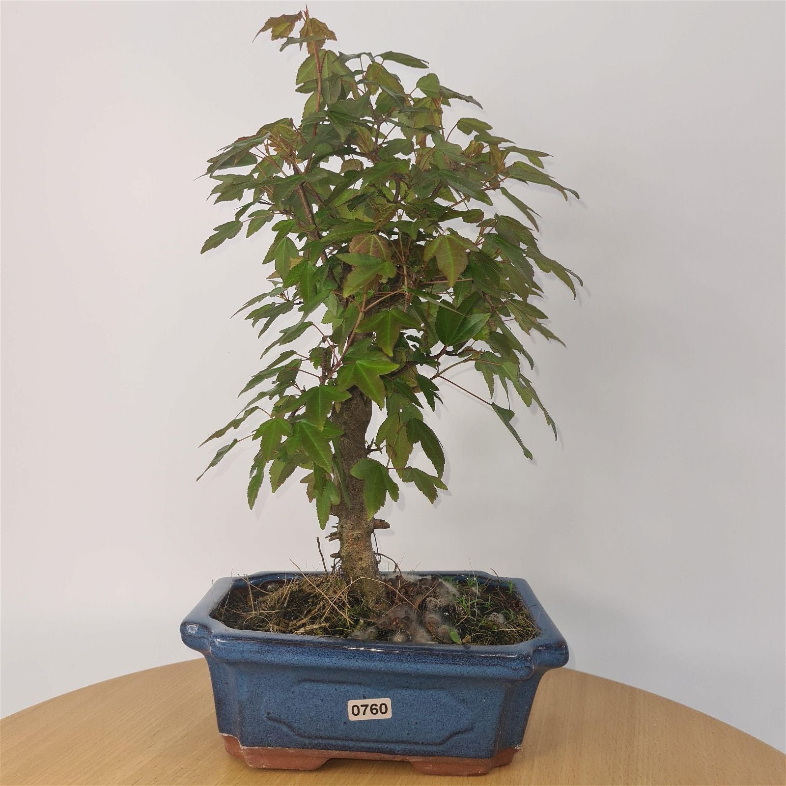 Trident Maple (Acer Buergerianum) Bonsai Tree | Informal Style | In 20cm Pot S25878