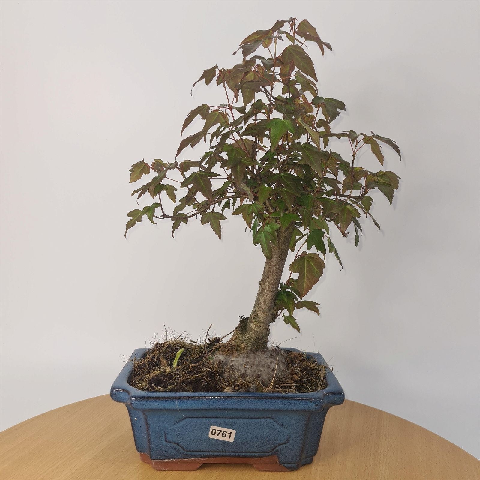 Trident Maple (Acer Buergerianum) Bonsai Tree | Informal Style | In 20cm Pot S25878