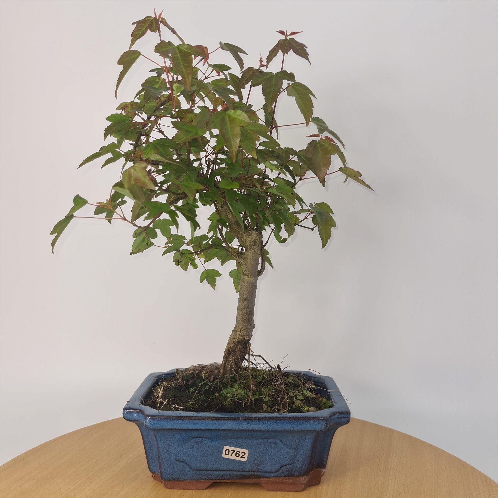 Trident Maple (Acer Buergerianum) Bonsai Tree | Informal Style | In 20cm Pot S25878