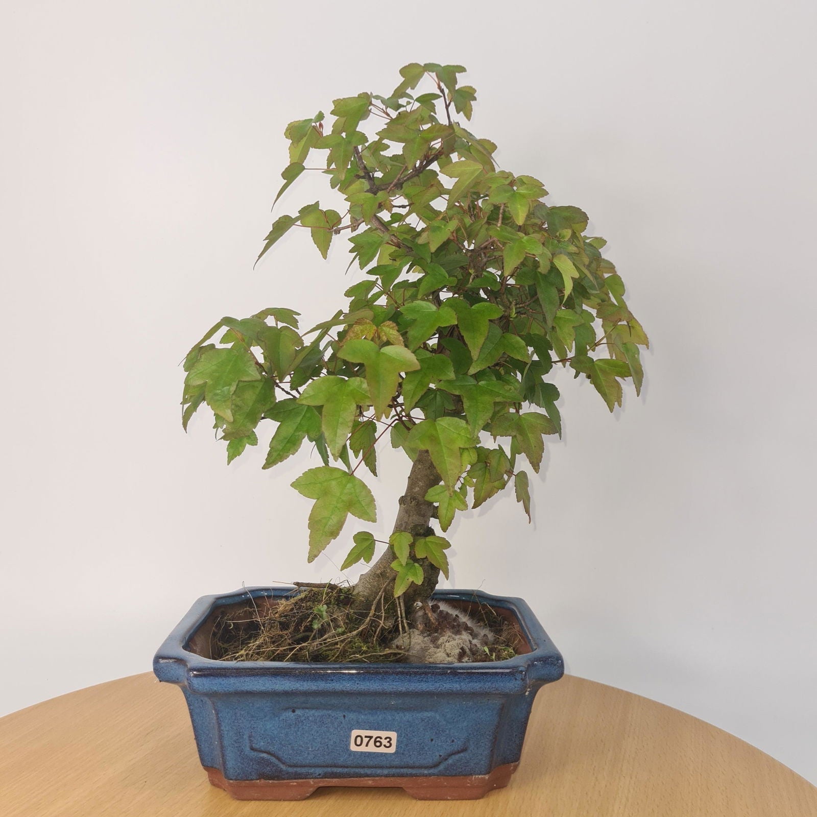 Trident Maple (Acer Buergerianum) Bonsai Tree | Informal Style | In 20cm Pot S25878