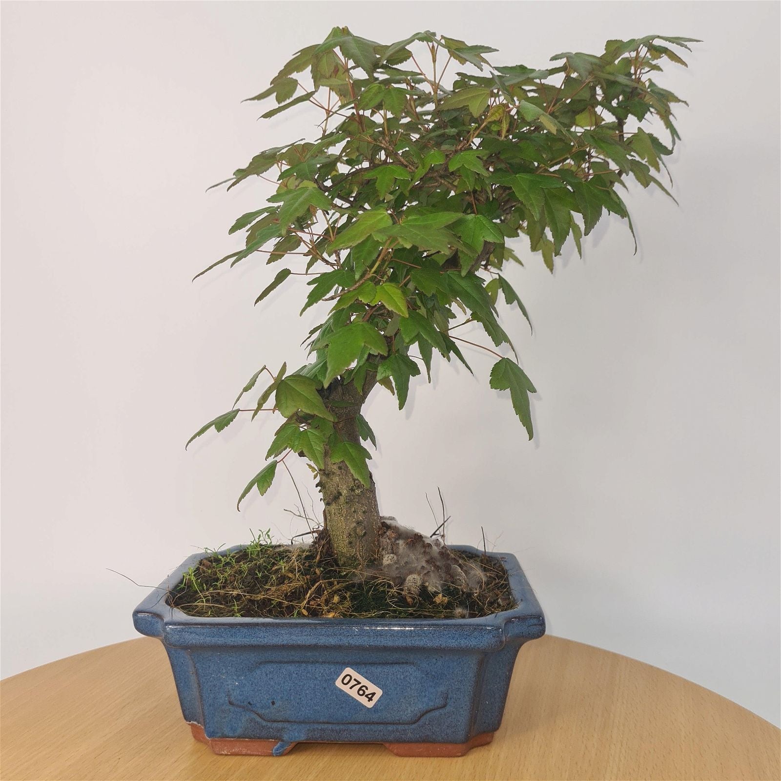 Trident Maple (Acer Buergerianum) Bonsai Tree | Informal Style | In 20cm Pot S25878