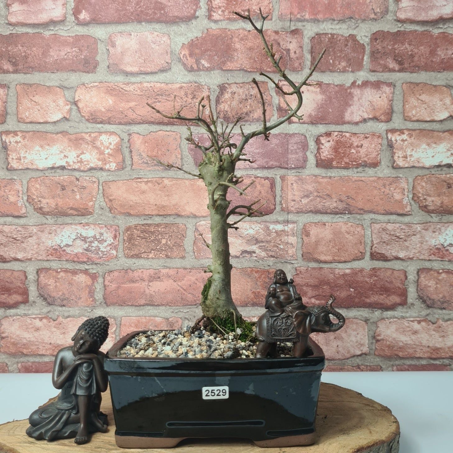 Trident Maple (Acer Buergerianum) Bonsai Tree | Informal Style | In 20cm Pot S25878