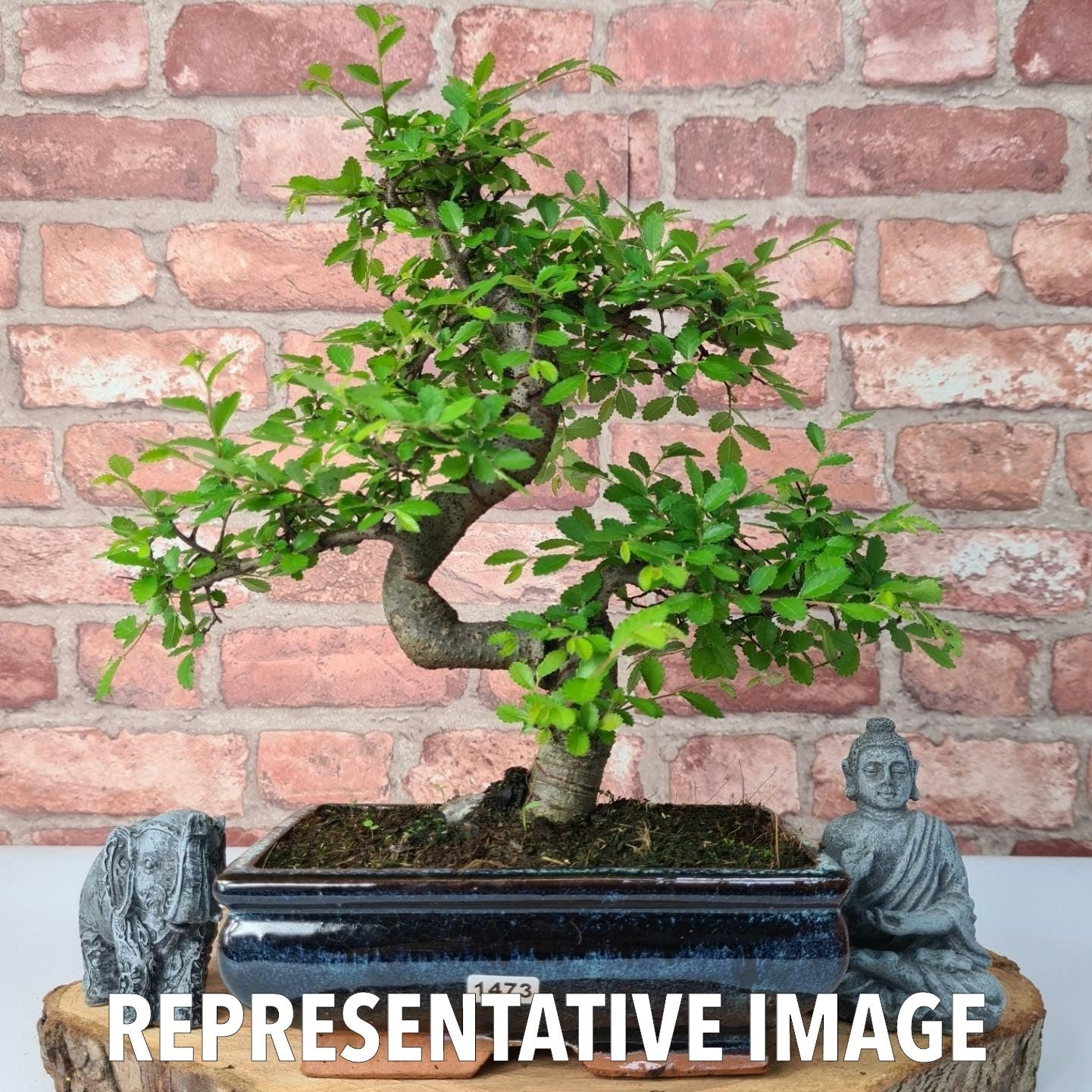 Chinese Elm (Ulmus Parvifolia) Bonsai Tree | Shaped | In 20cm Pot S25882
