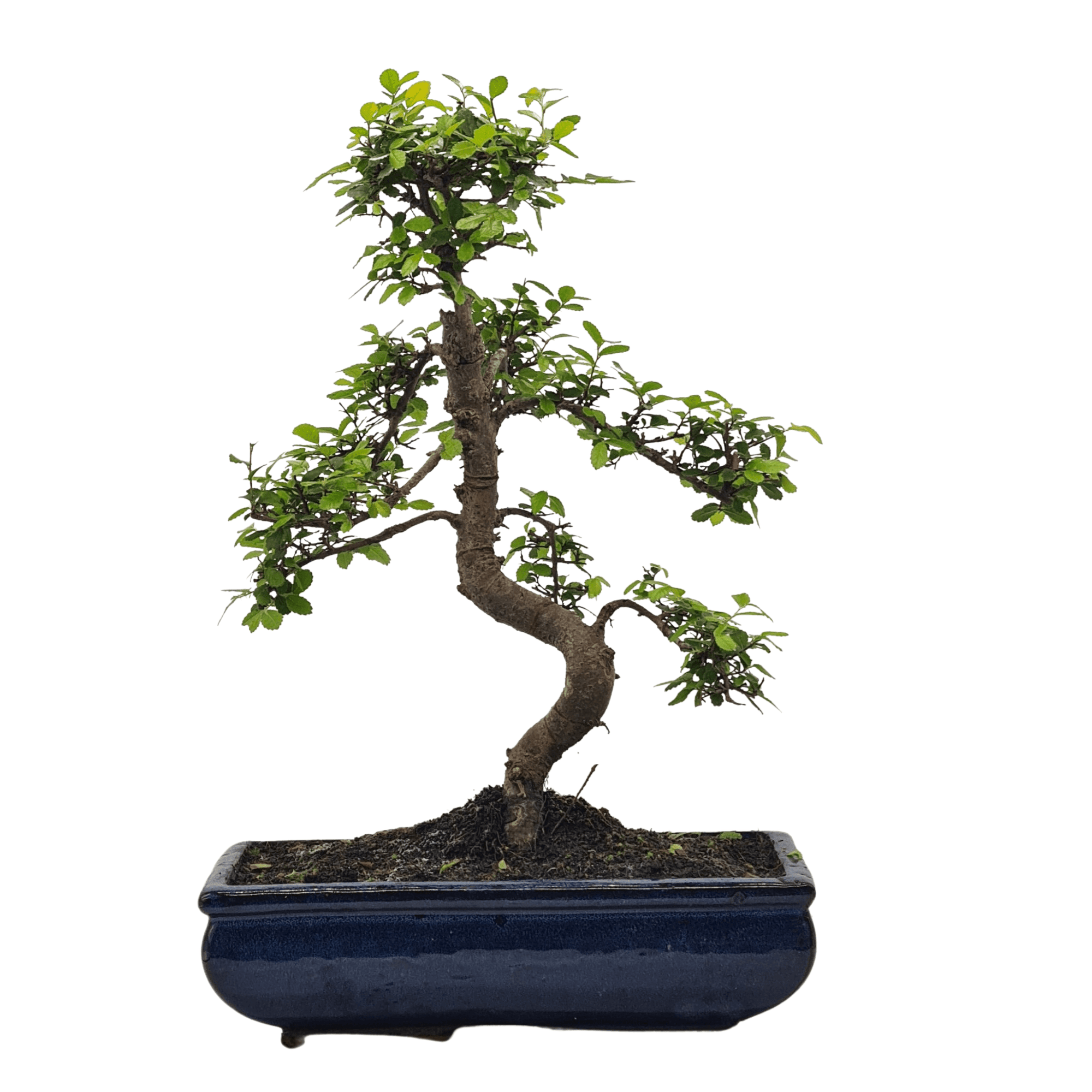 Chinese Elm (Ulmus Parvifolia) Bonsai Tree | Shaped | In 30cm Pot  | S251972