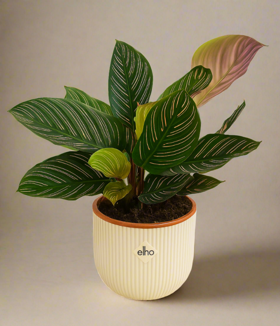 Calathea Ornate  | S25340