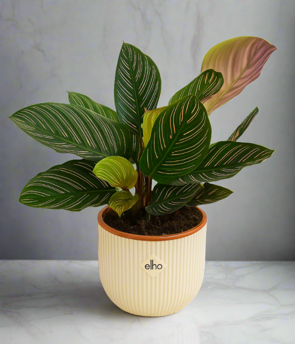 Calathea Ornate  | S25340