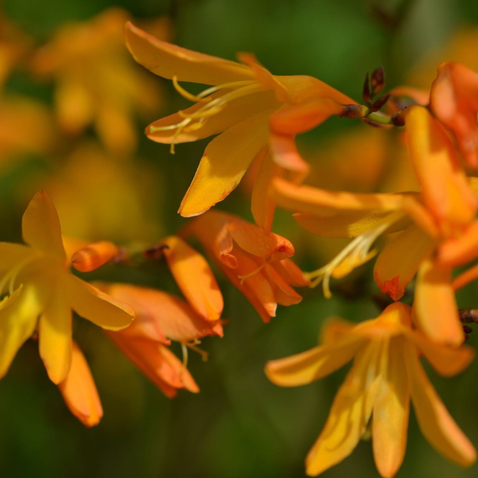 Crocosmia × crocosmiiflora 'George Davidson' 9cm   | S251661