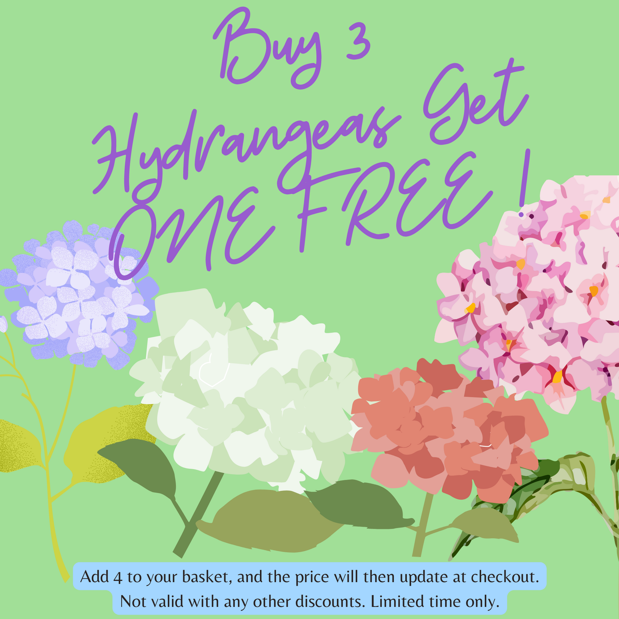 Hydrangea macrophylla 'Madame Emile Mouillere'  9 | S25363 |cm