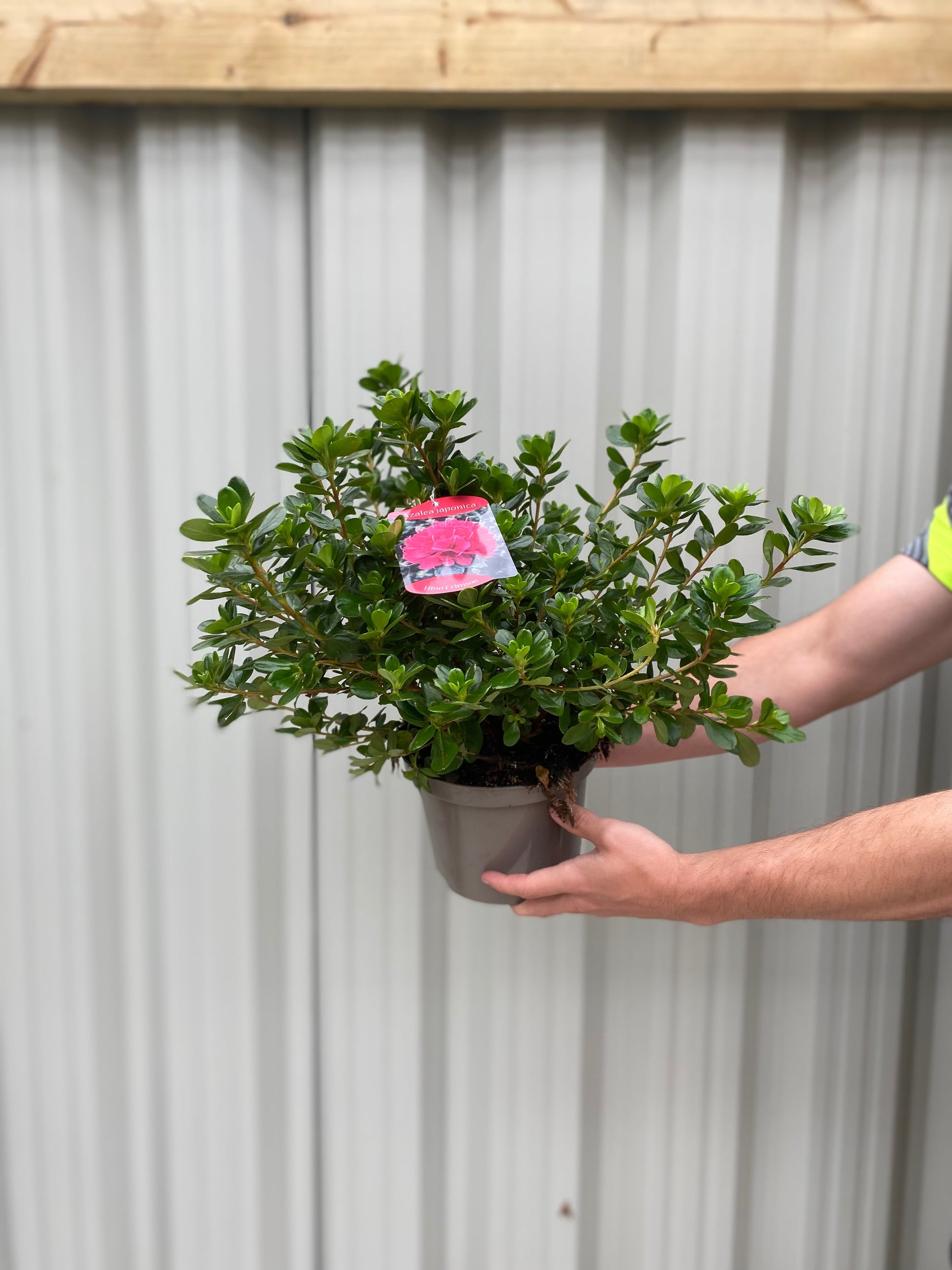 Azalea Hino Crimson 1.5L  | S251637