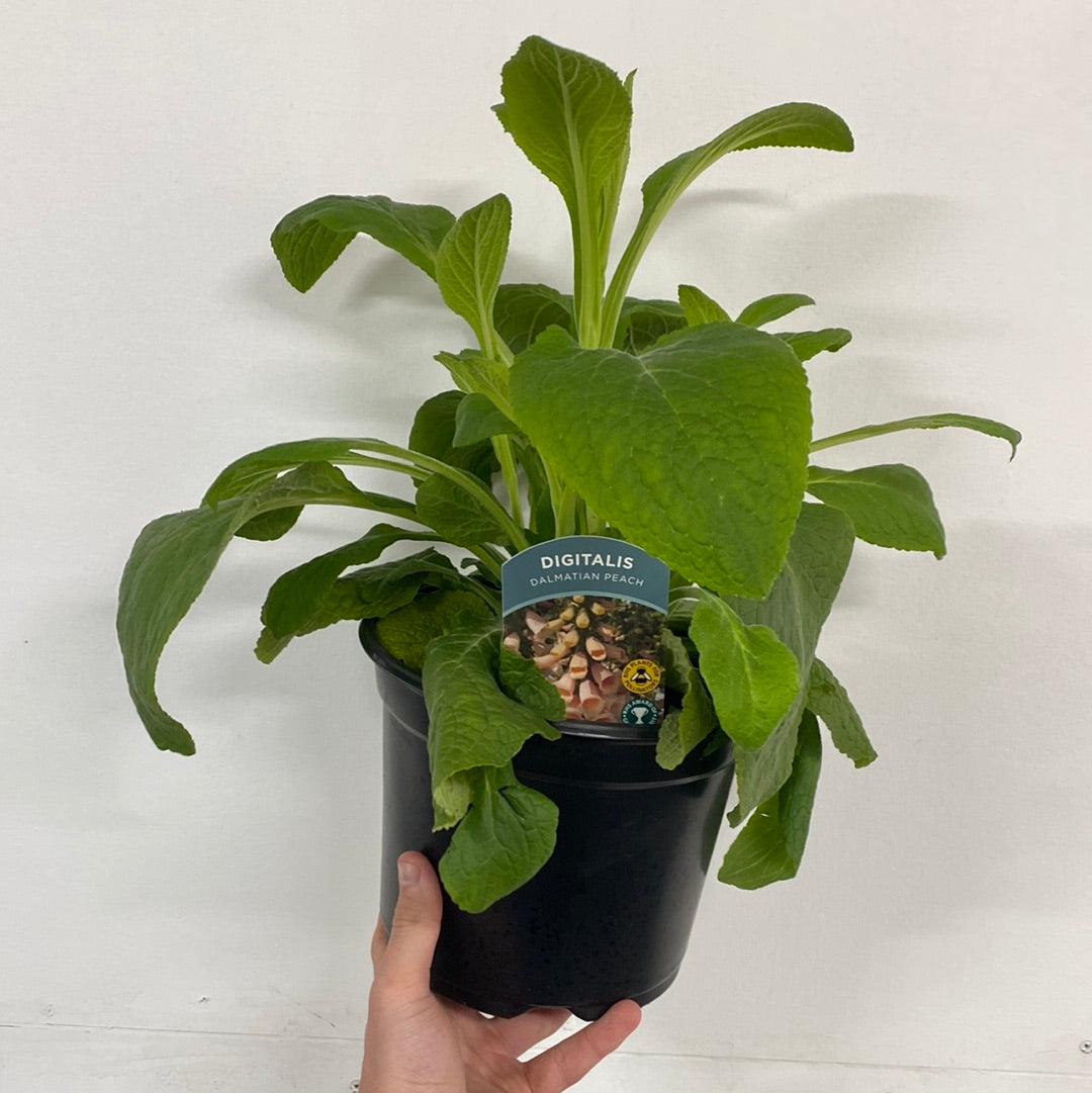 Digitalis purpurea 'Dalmatian Peach' (Foxglove) 9cm/3L  | S251622