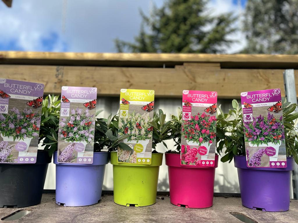 Buddleja Butterfly Candy 'Little White' 9cm/1L/3L  | S251618