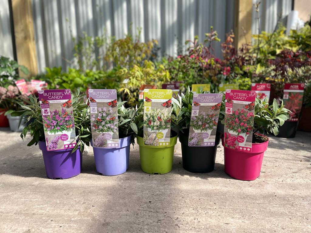 Buddleja Butterfly Candy 'Little Pink' 9cm/1L/2L/3L  | S25354 |